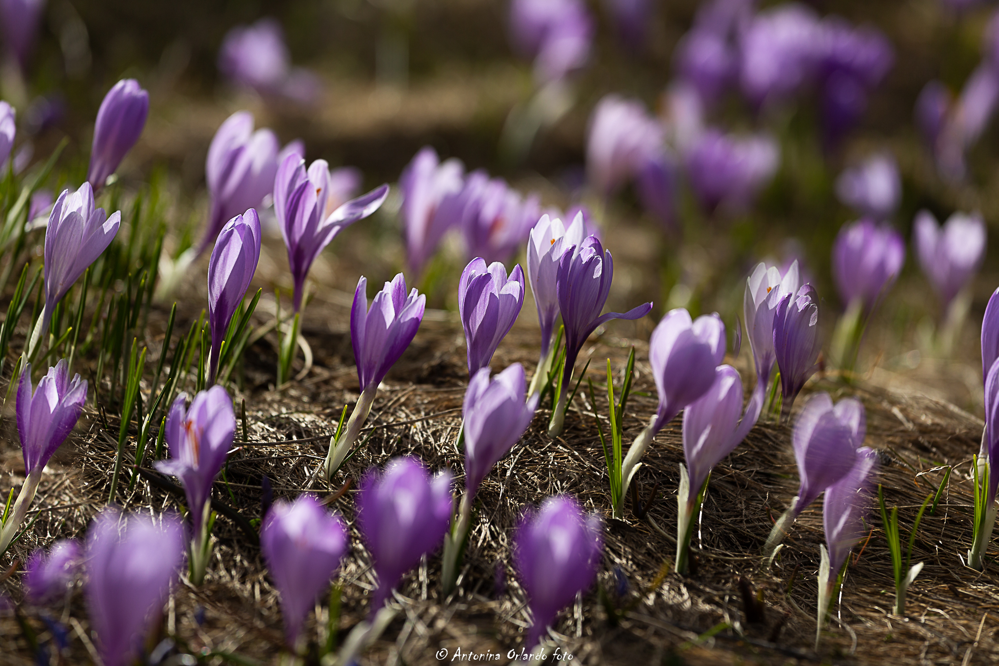Crocuses on the plain of Campo emperor...