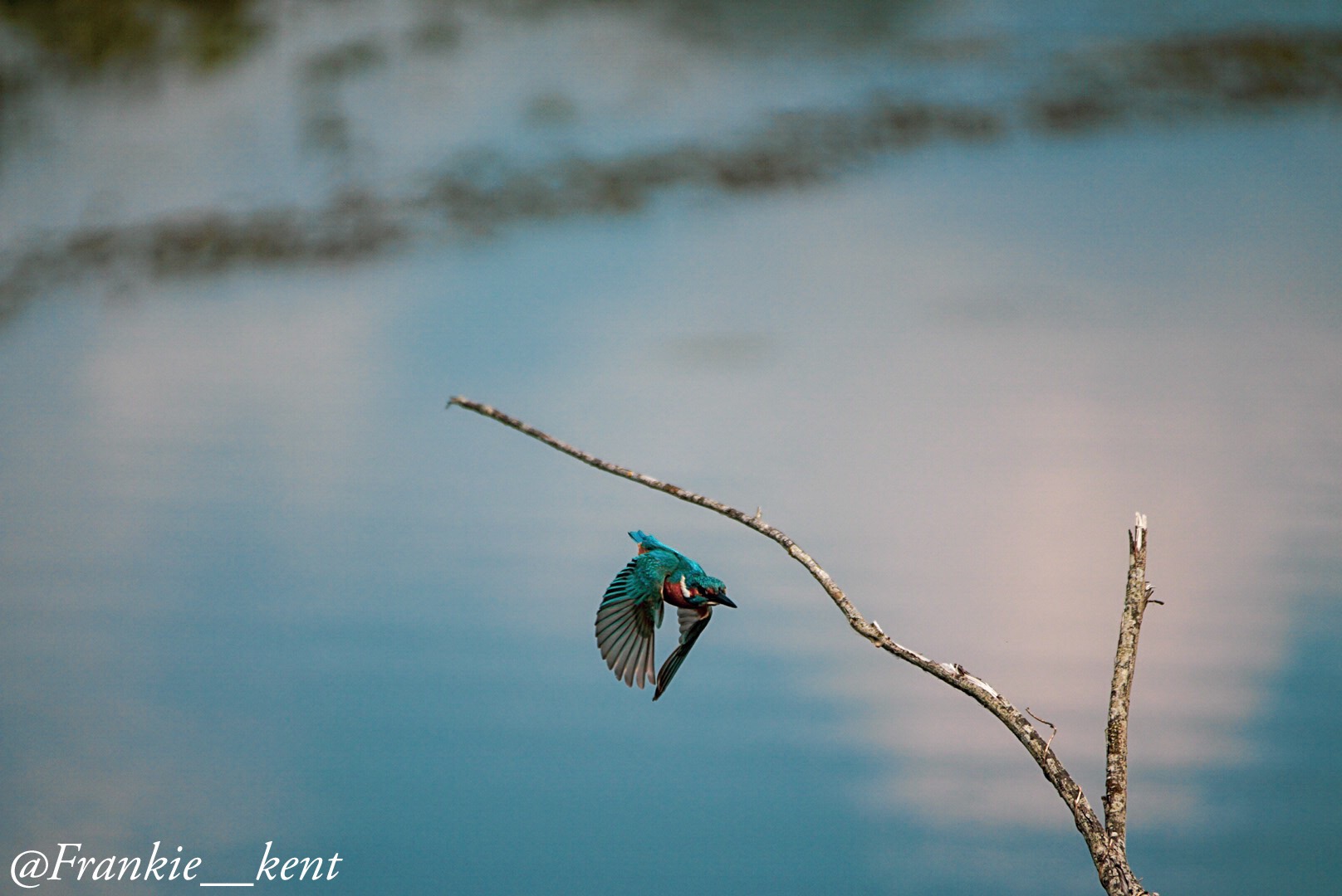 My first time with the Kingfisher ...