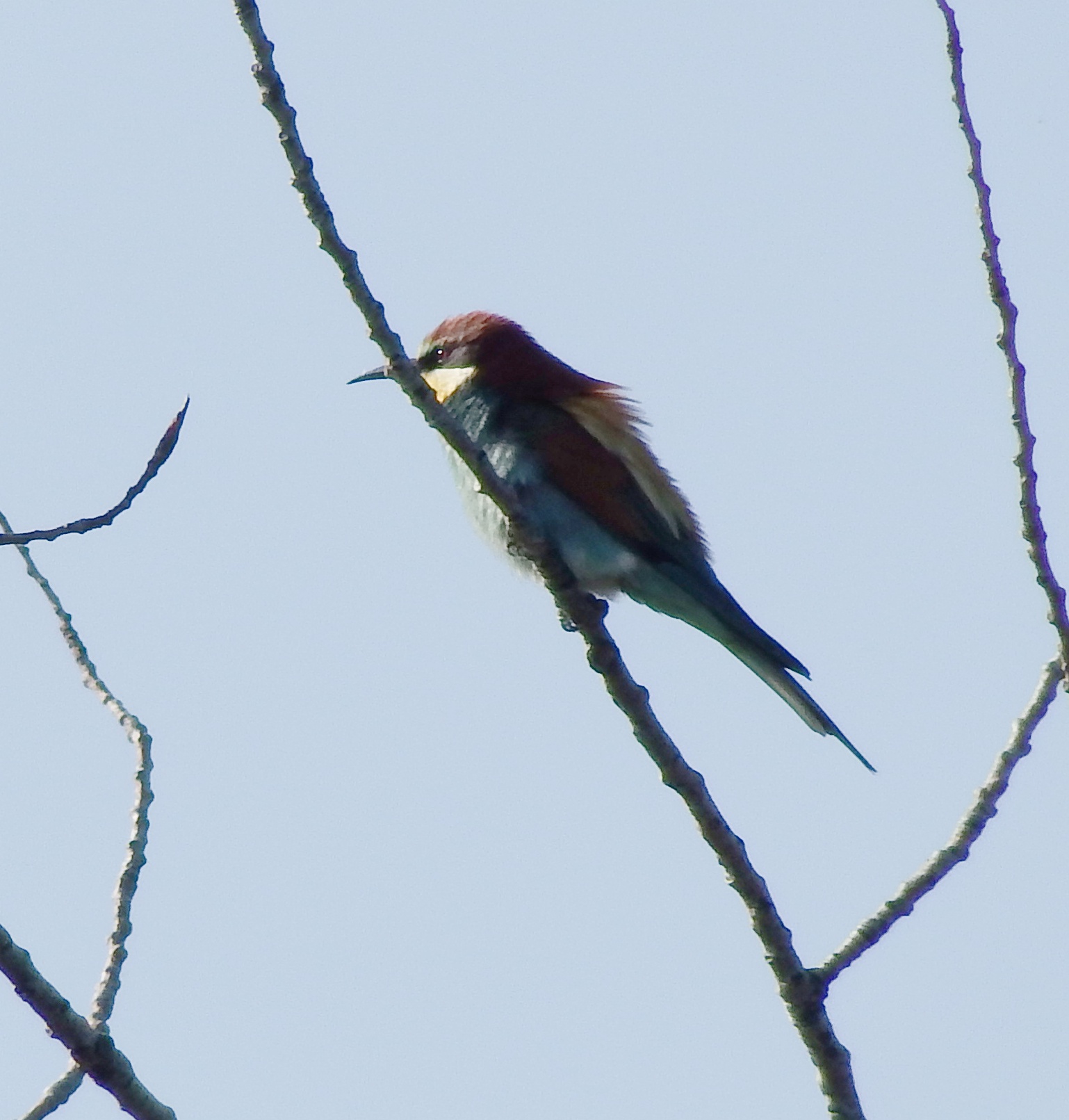First Bee-eater of the Year...