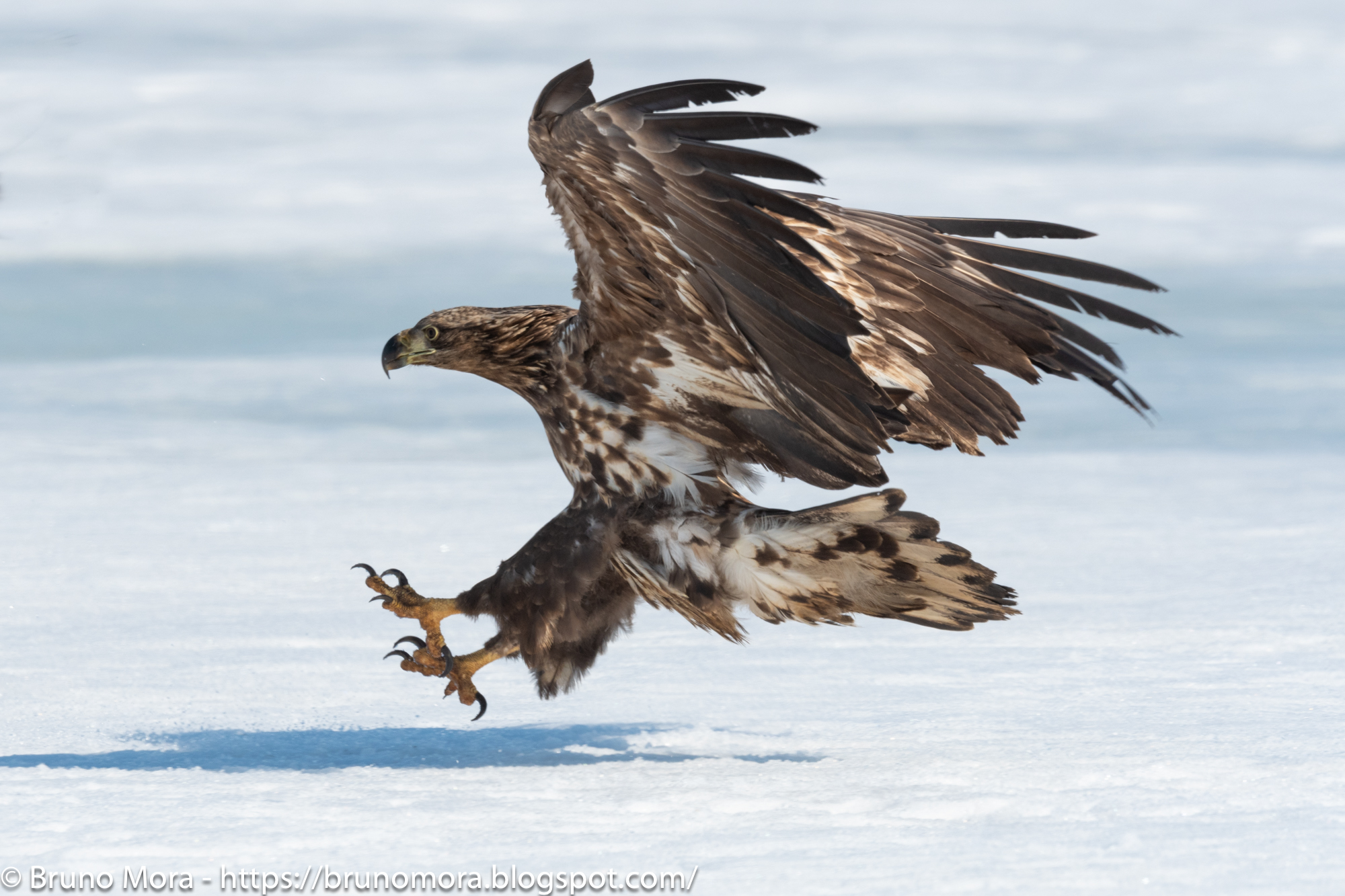 White tailed eagle landings on ice....