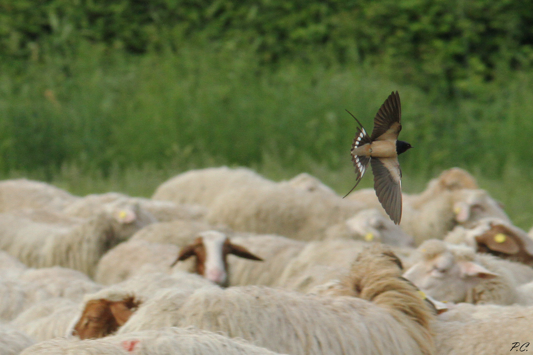 Garriti on the Flock...