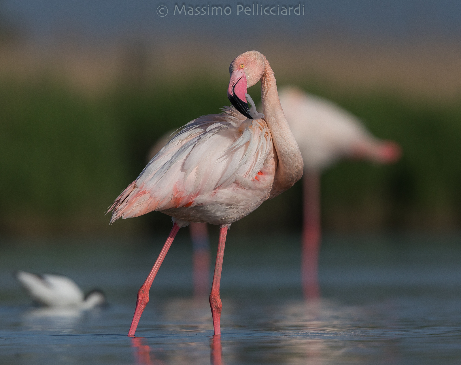 The Flamingo Cleaning...