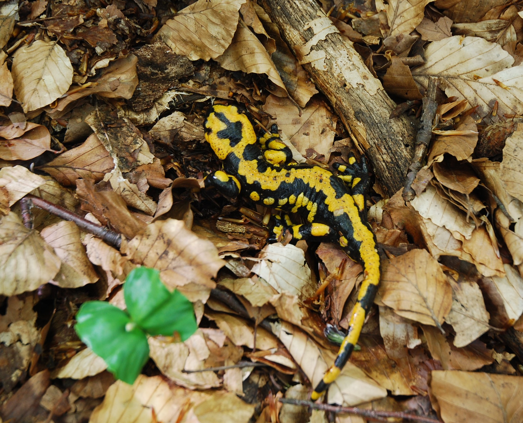 Salamandra  Appenninica...