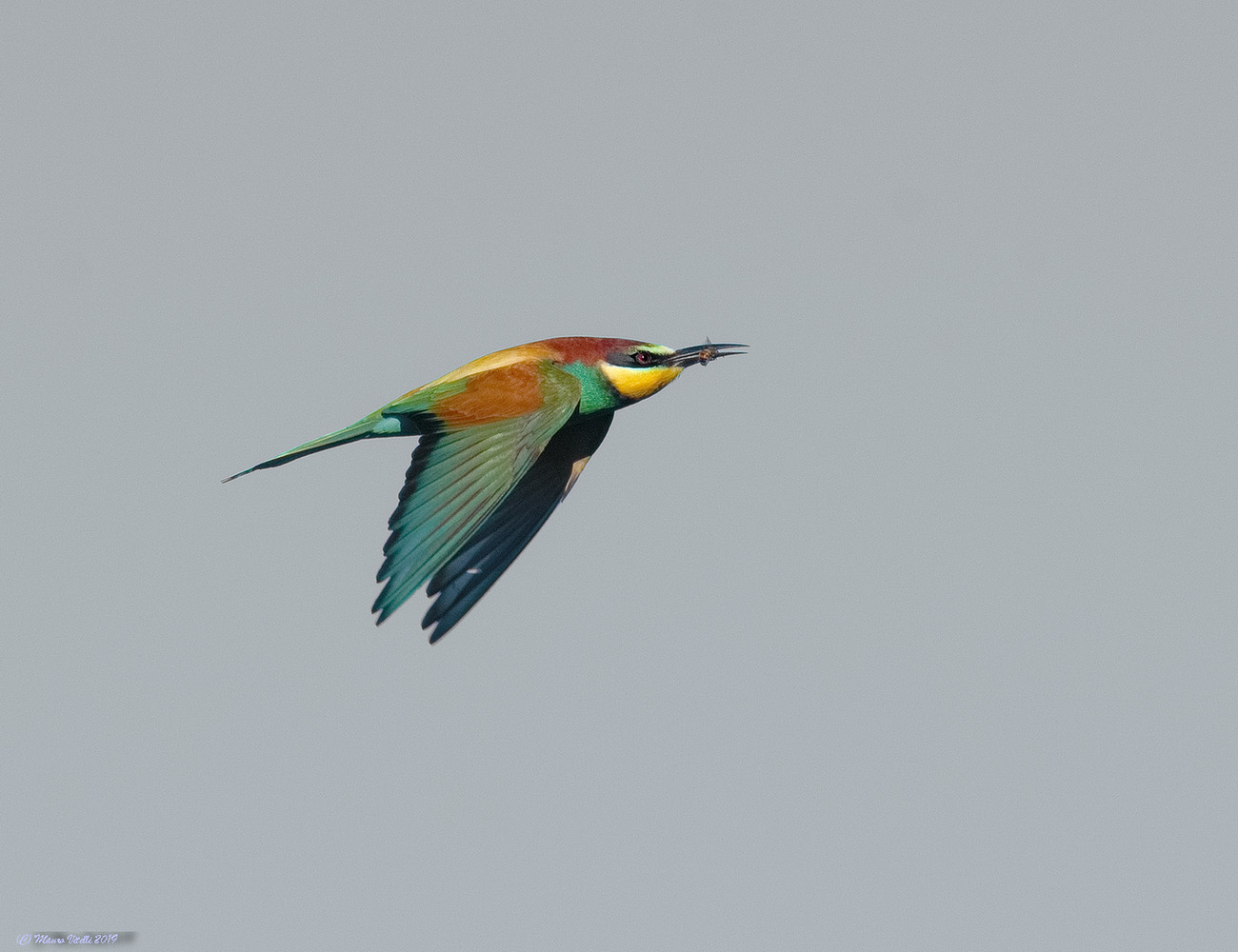 Bee-eater with Ape...