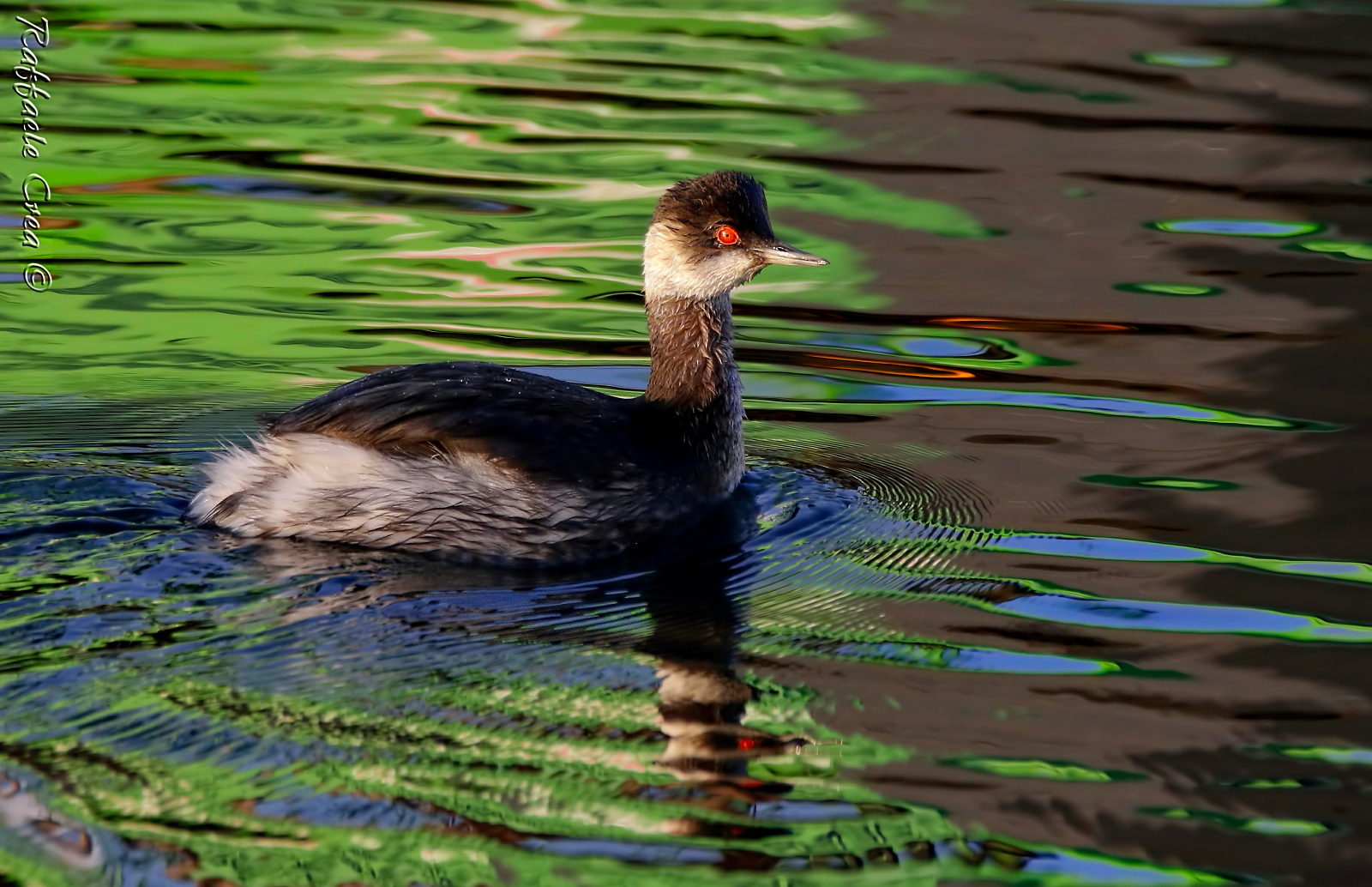 Small Grebe in the green...