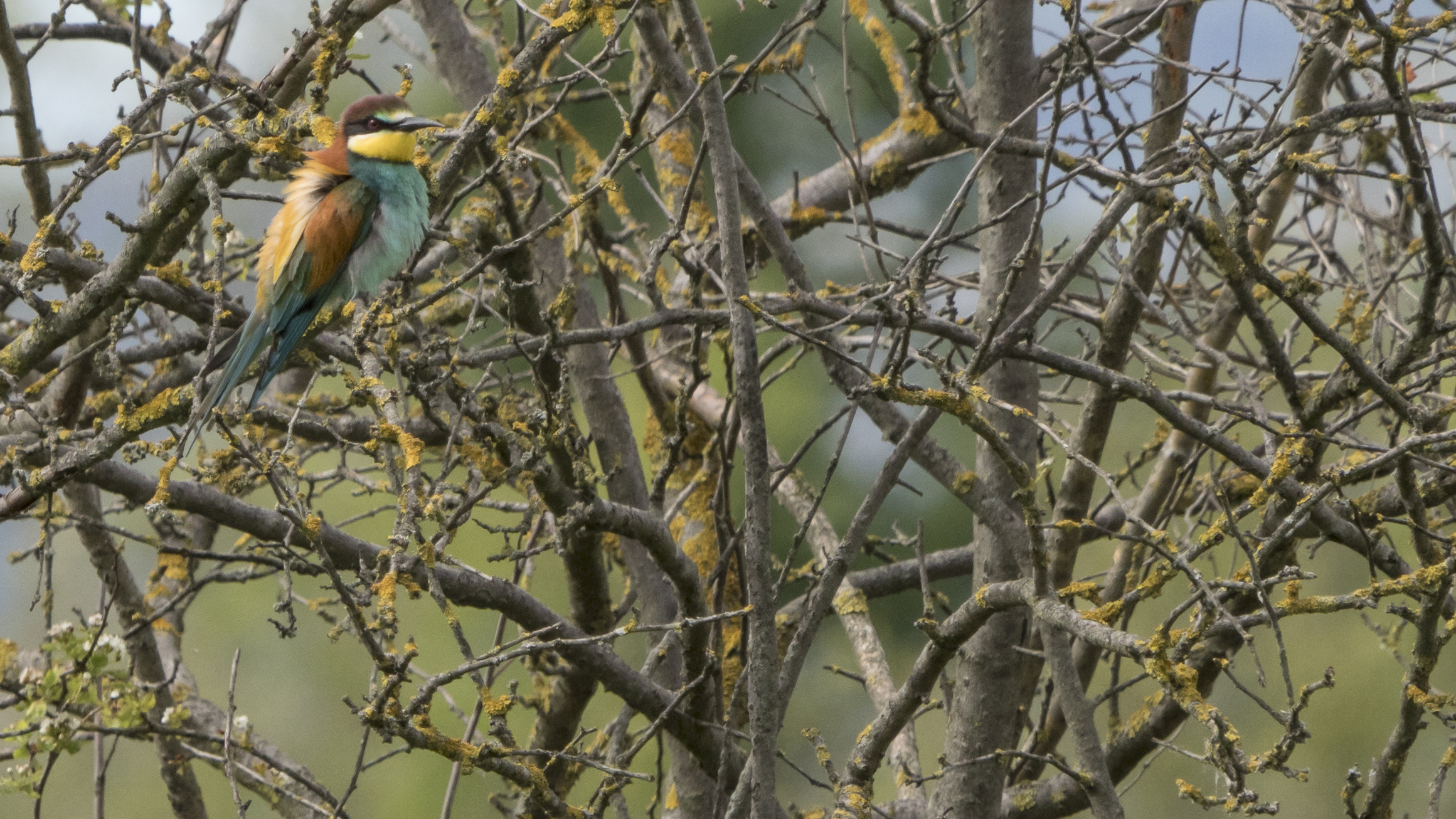 Bee-eater time...