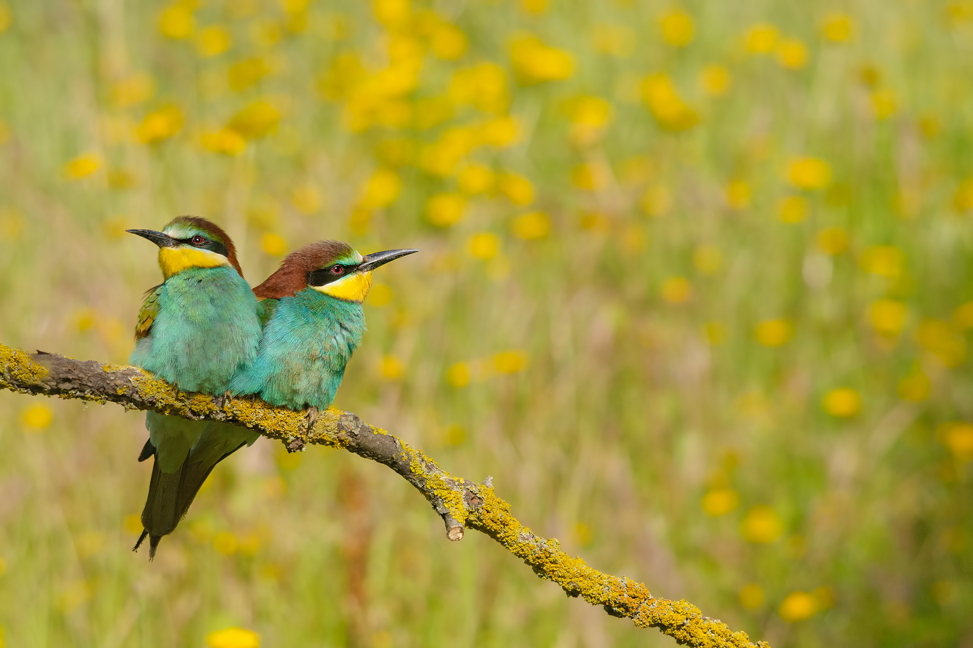 Bee-eater-Montemarcello...
