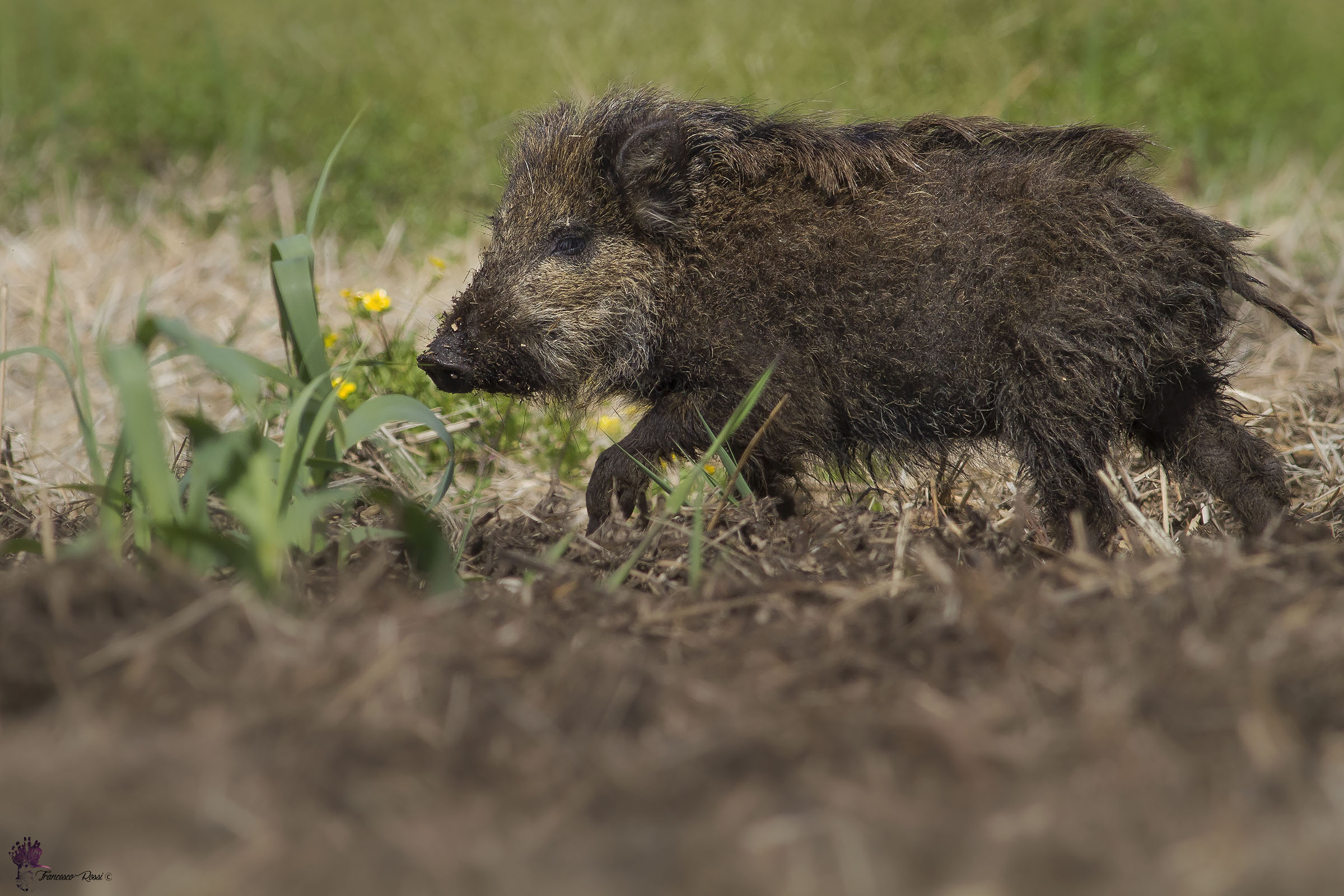 Young Boar...