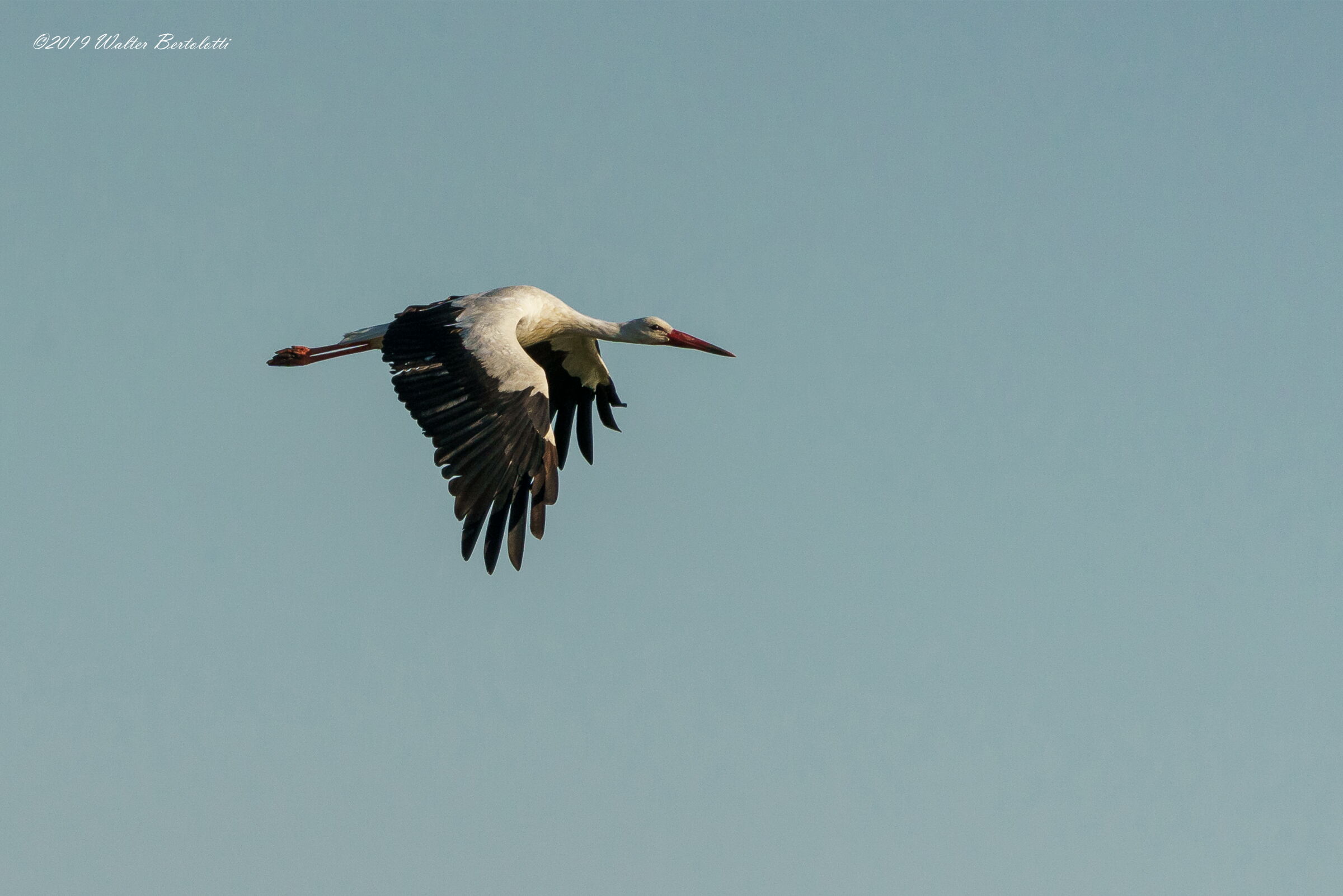 Follow the storks ...