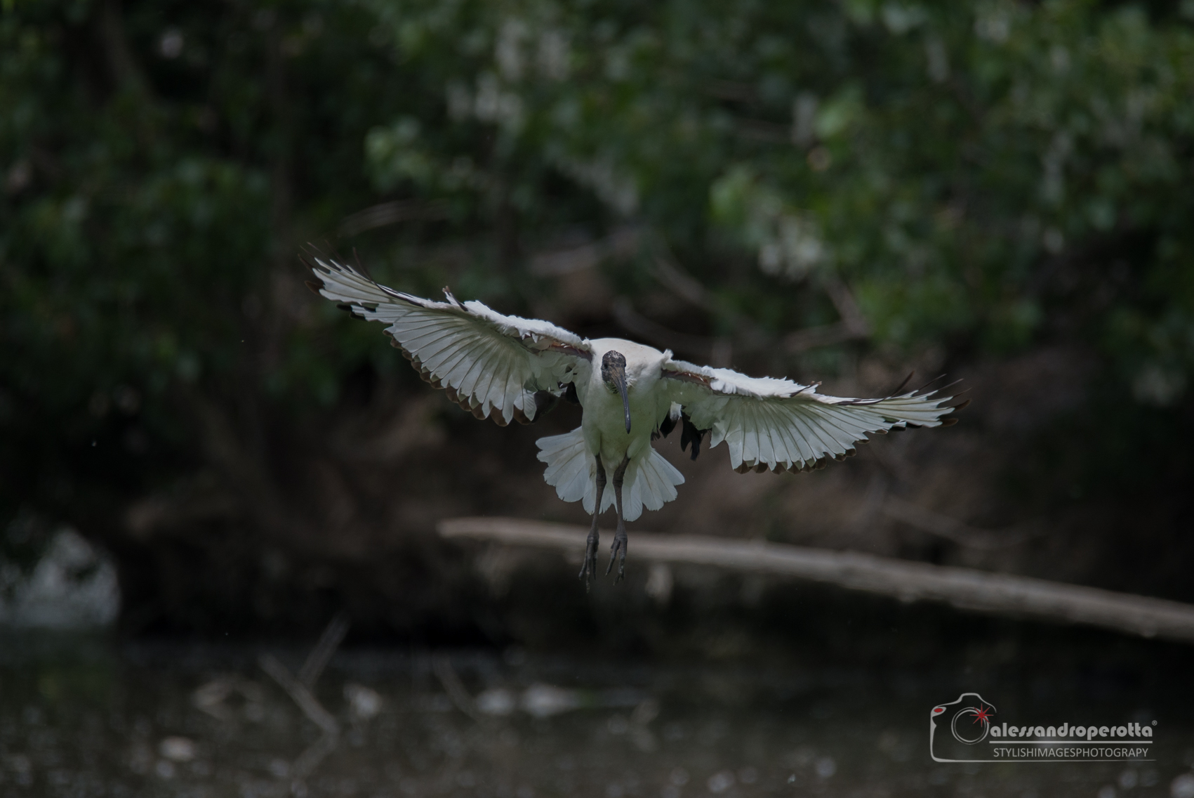 The flight of the sacred Ibis...