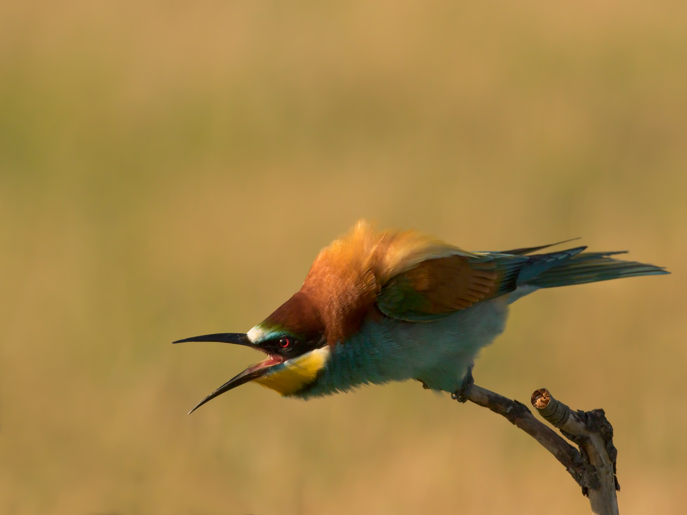 Even the bee-eaters get upset!...