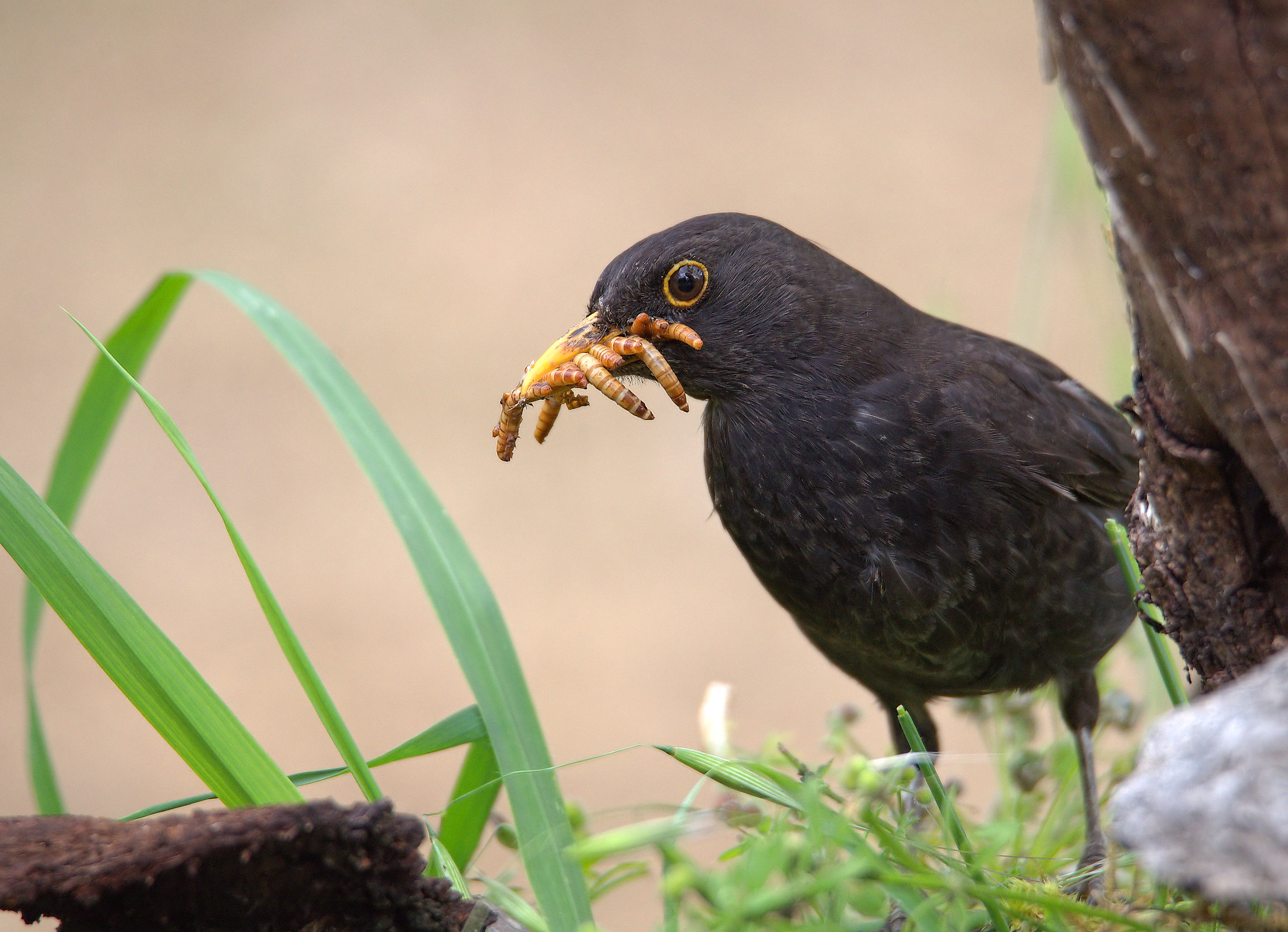 Male Blackbird...
