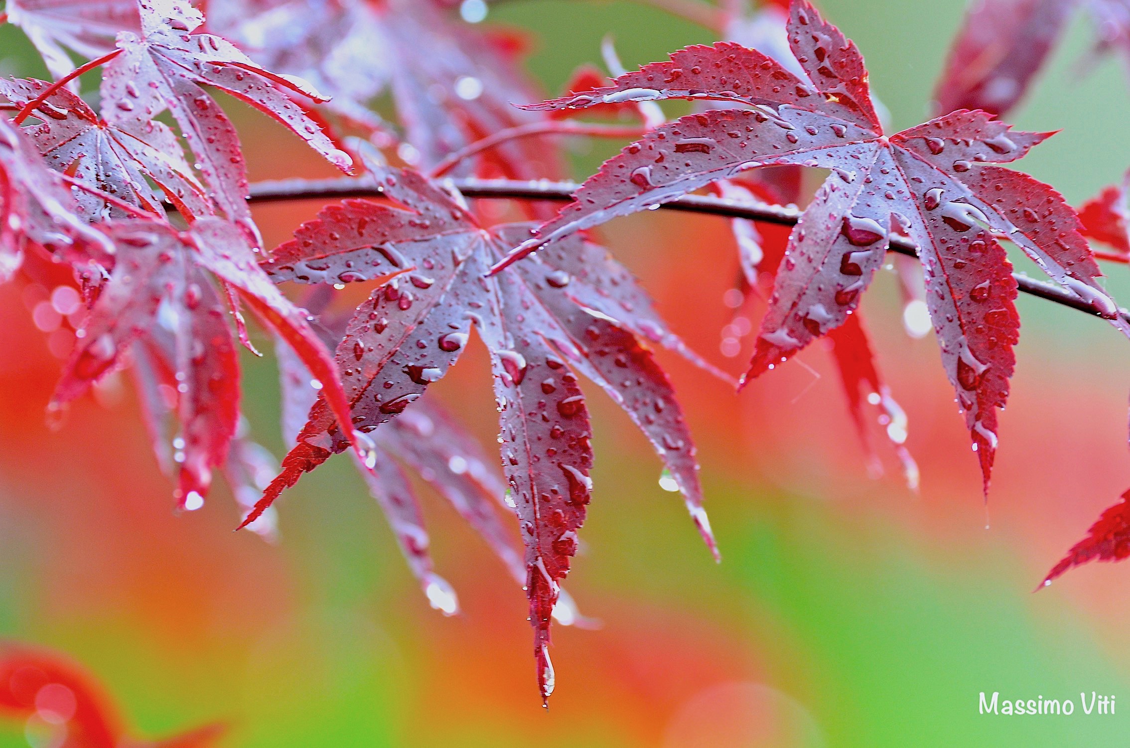 Rain on maple leaves...