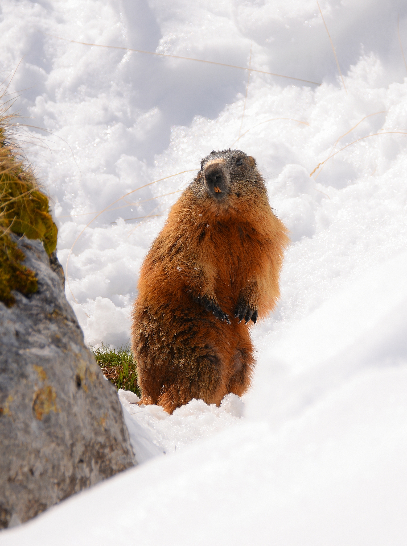 Marmotta alpina...