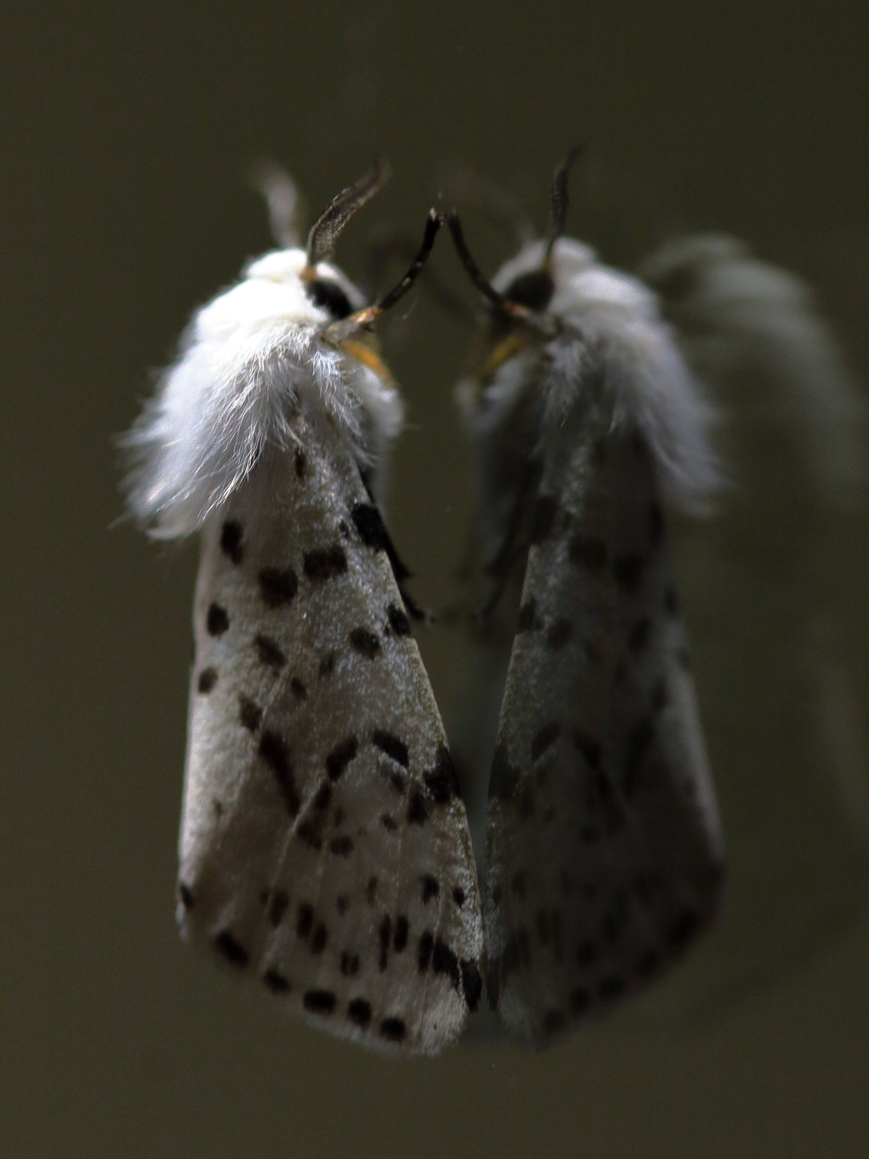 White Moth...
