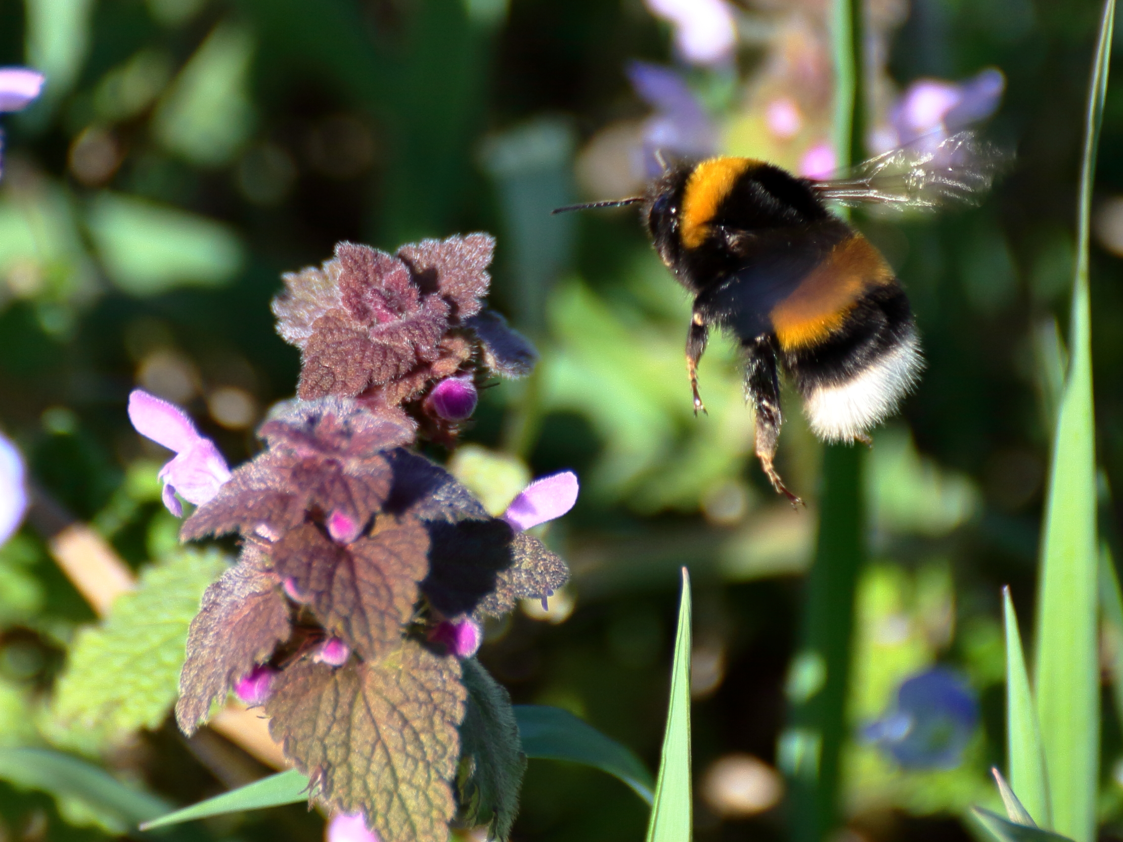 Bumblebee on landing......