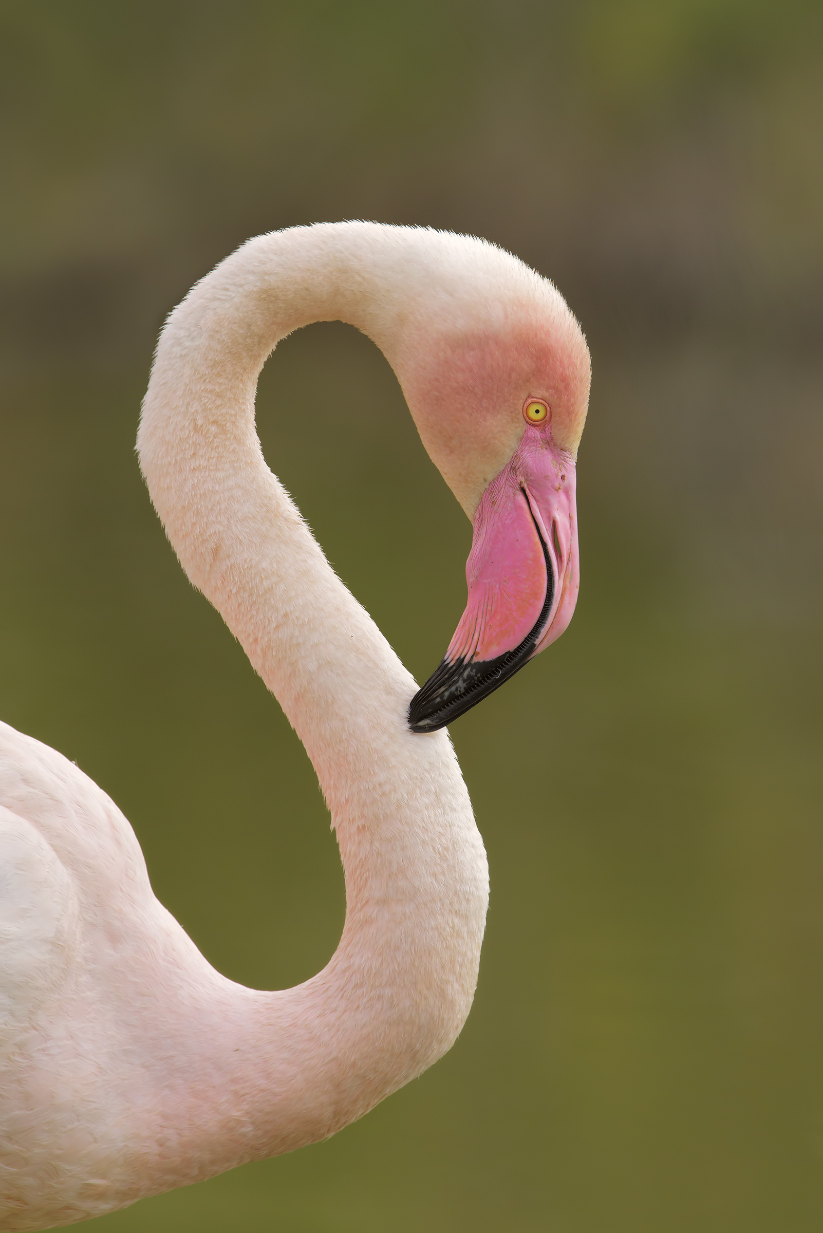 S of Flamingo...