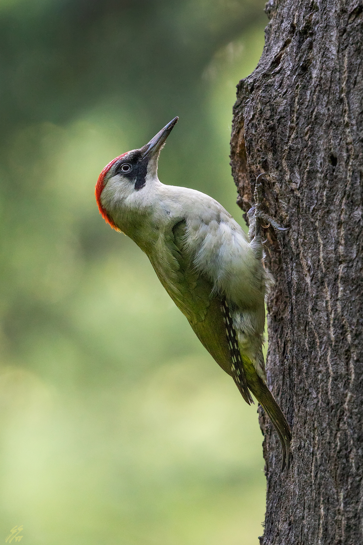 .. Green female woodpeckers.....