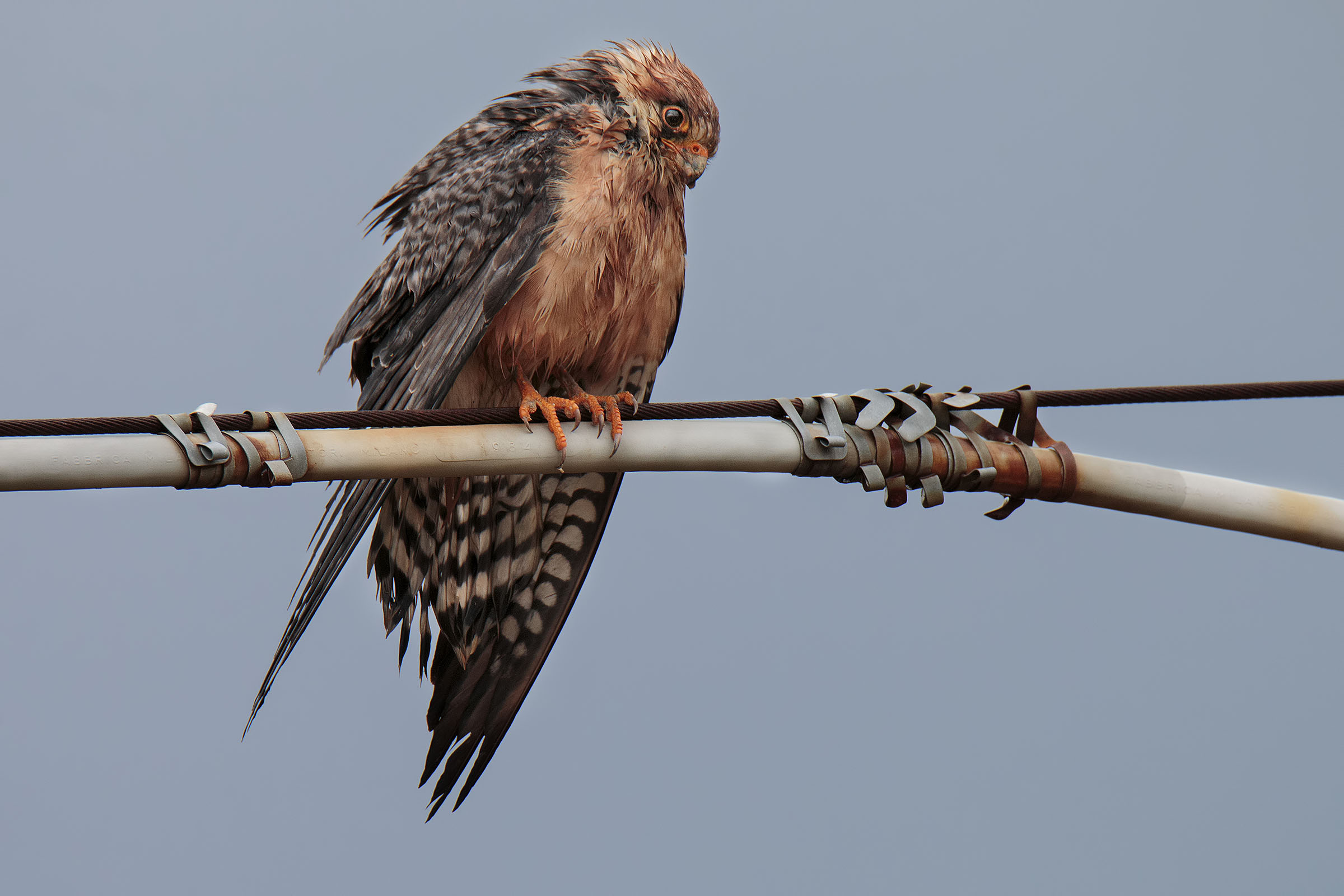 Cuckoo Hawk after the Rain...