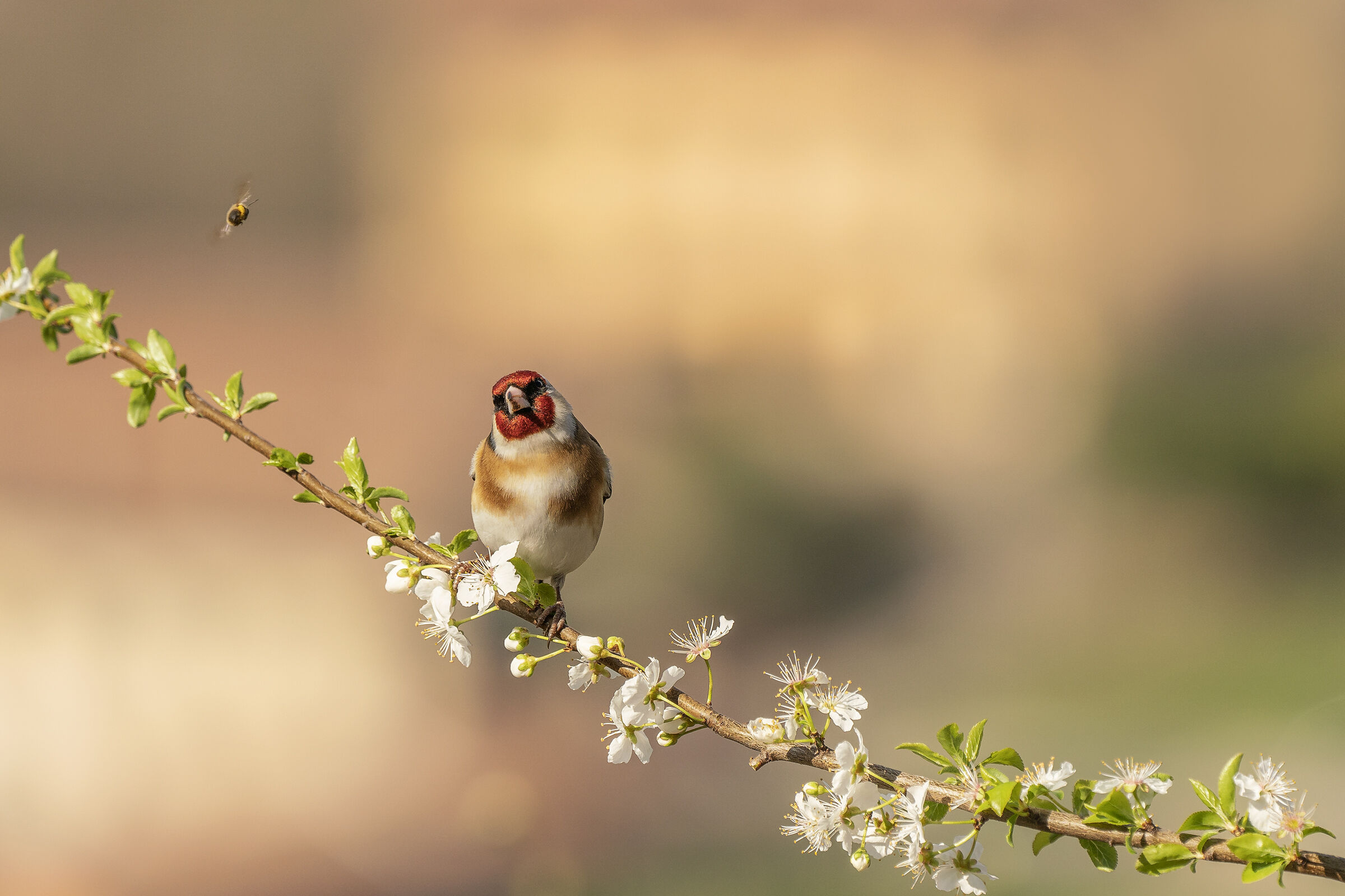The Goldfinch and the Bee...