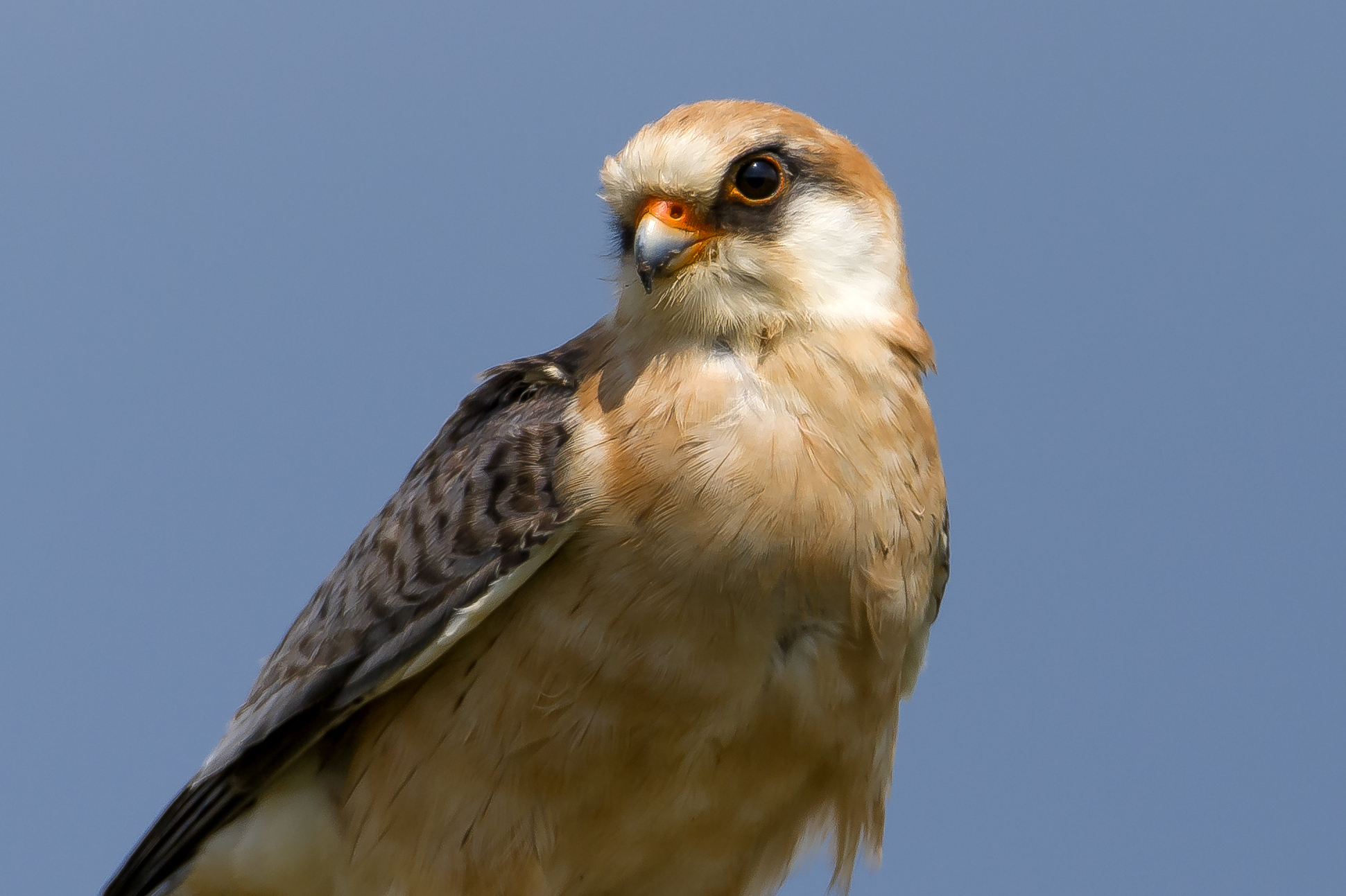 Cuckoo Hawk (Falco vespertinus)...