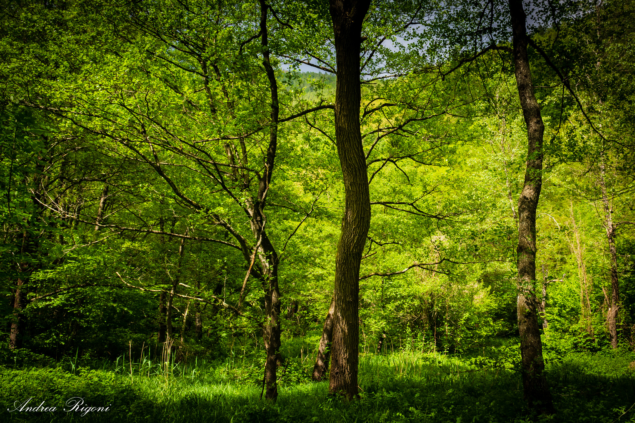 Black Forest...
