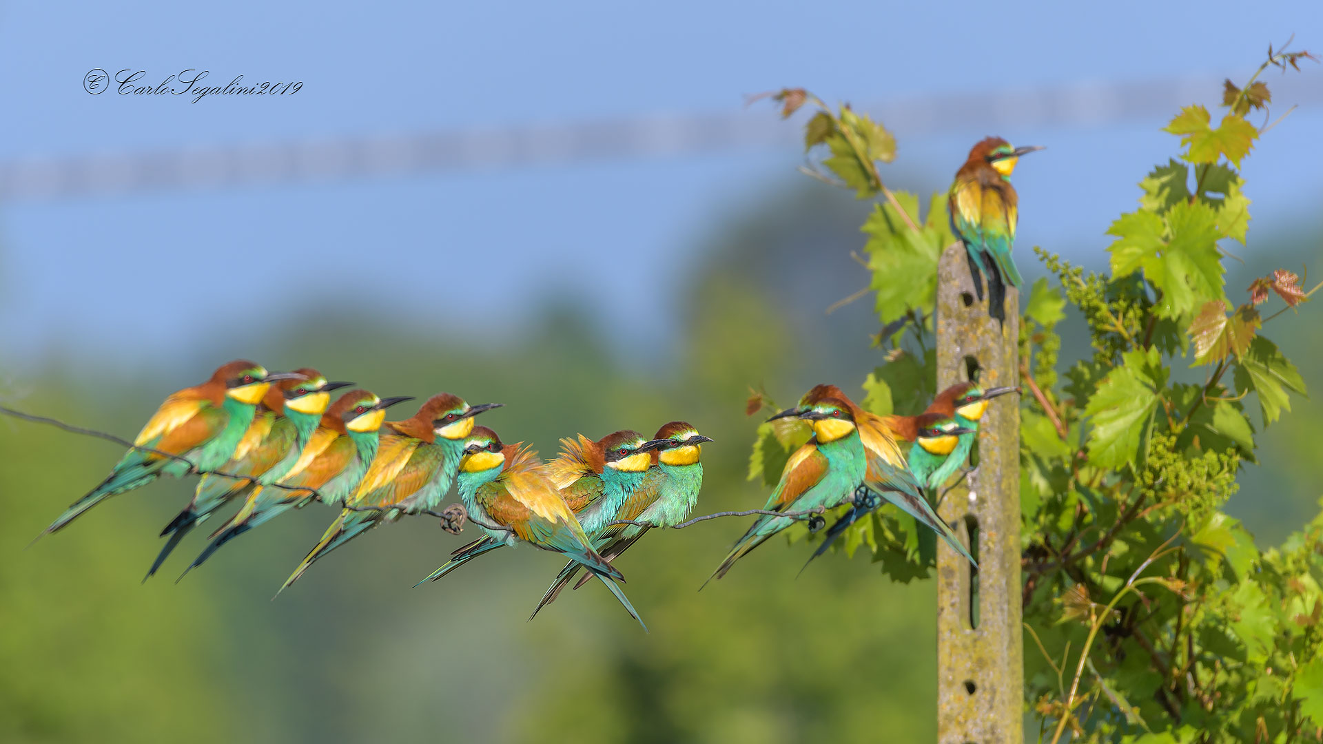 The spinning of bee-eaters...