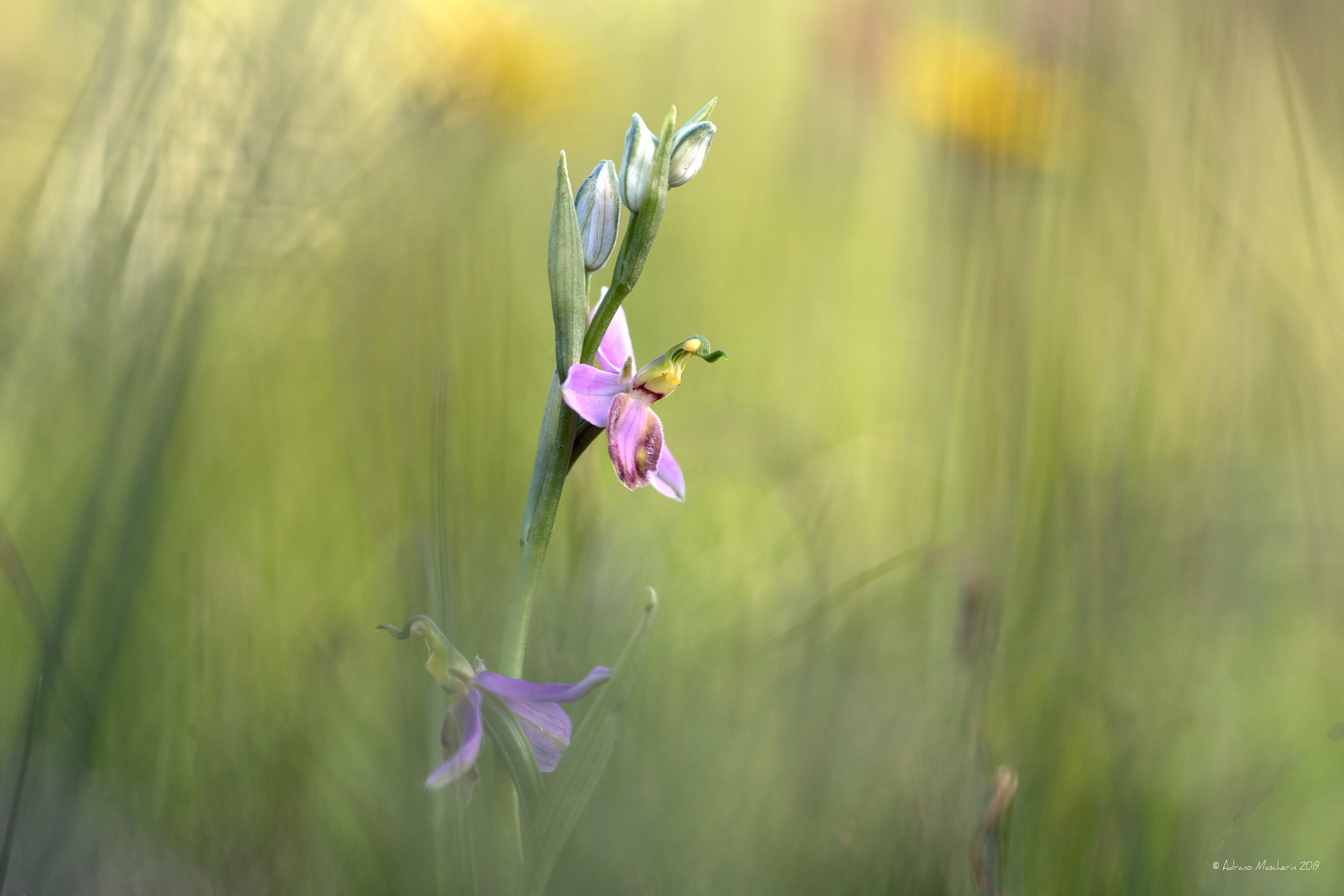 Ophrys Apifera var. Tilaventina...