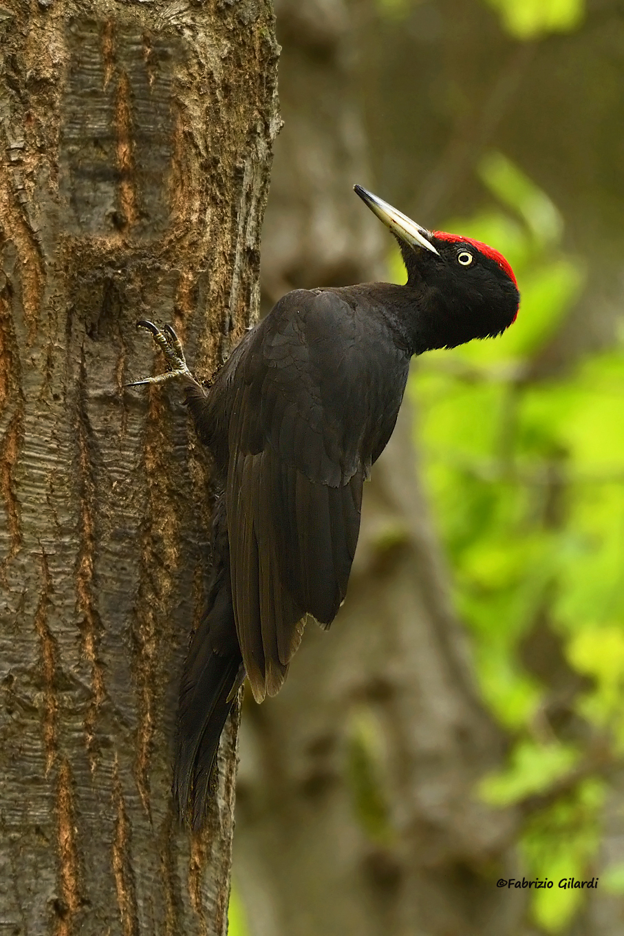 Dryocopus Martius (Black woodpeckers m.)...
