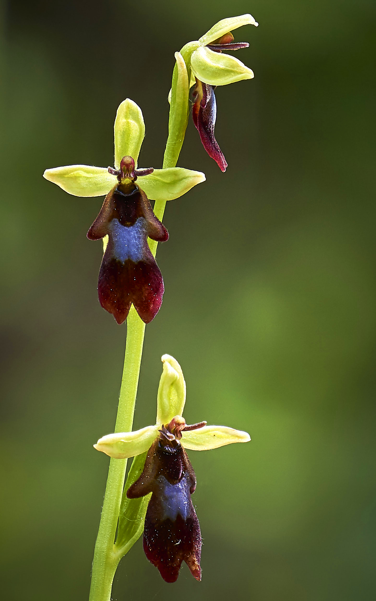 Ophrys Insectifera (the orchid Angioletto)...