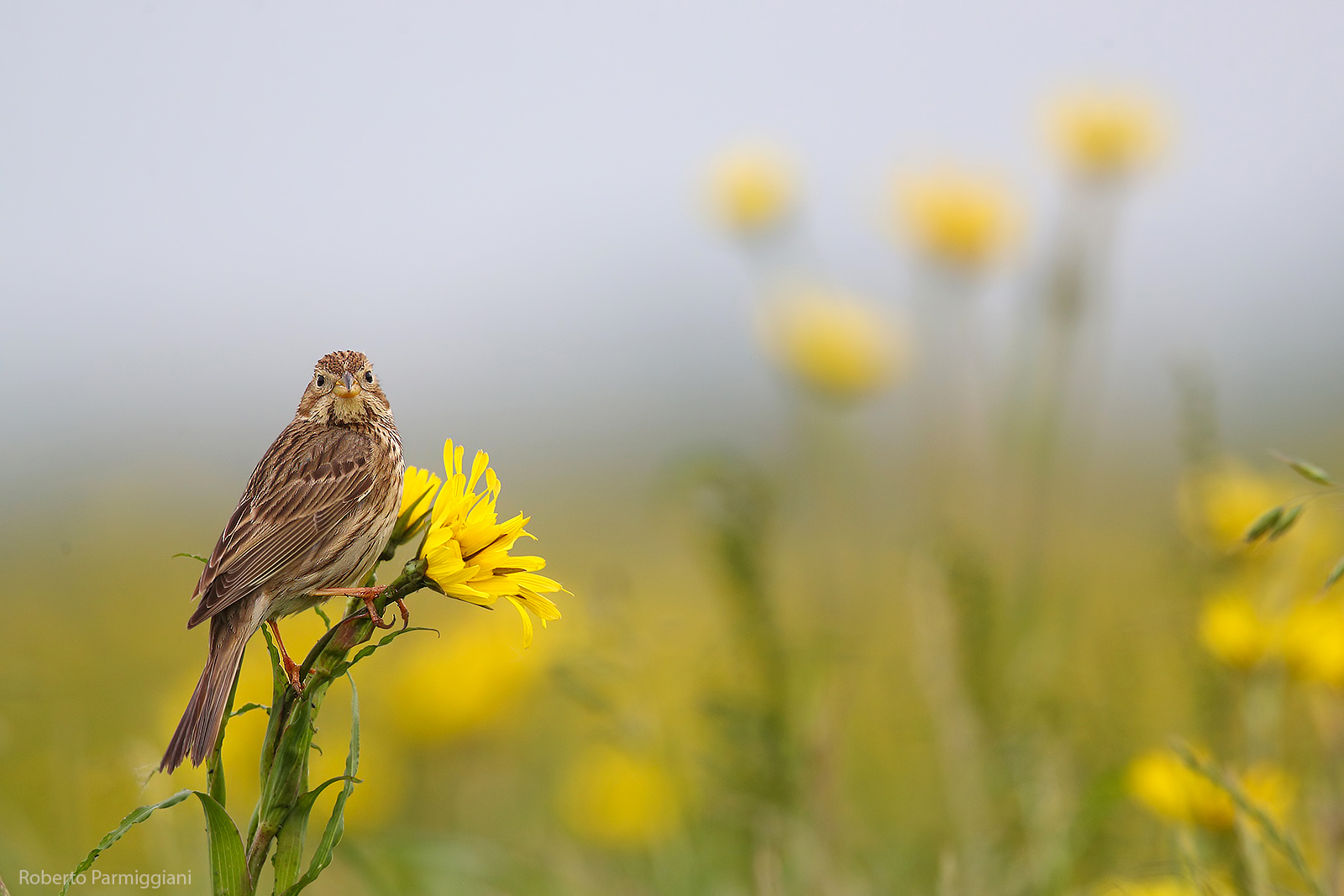 Composition with Corn Bunting 2...