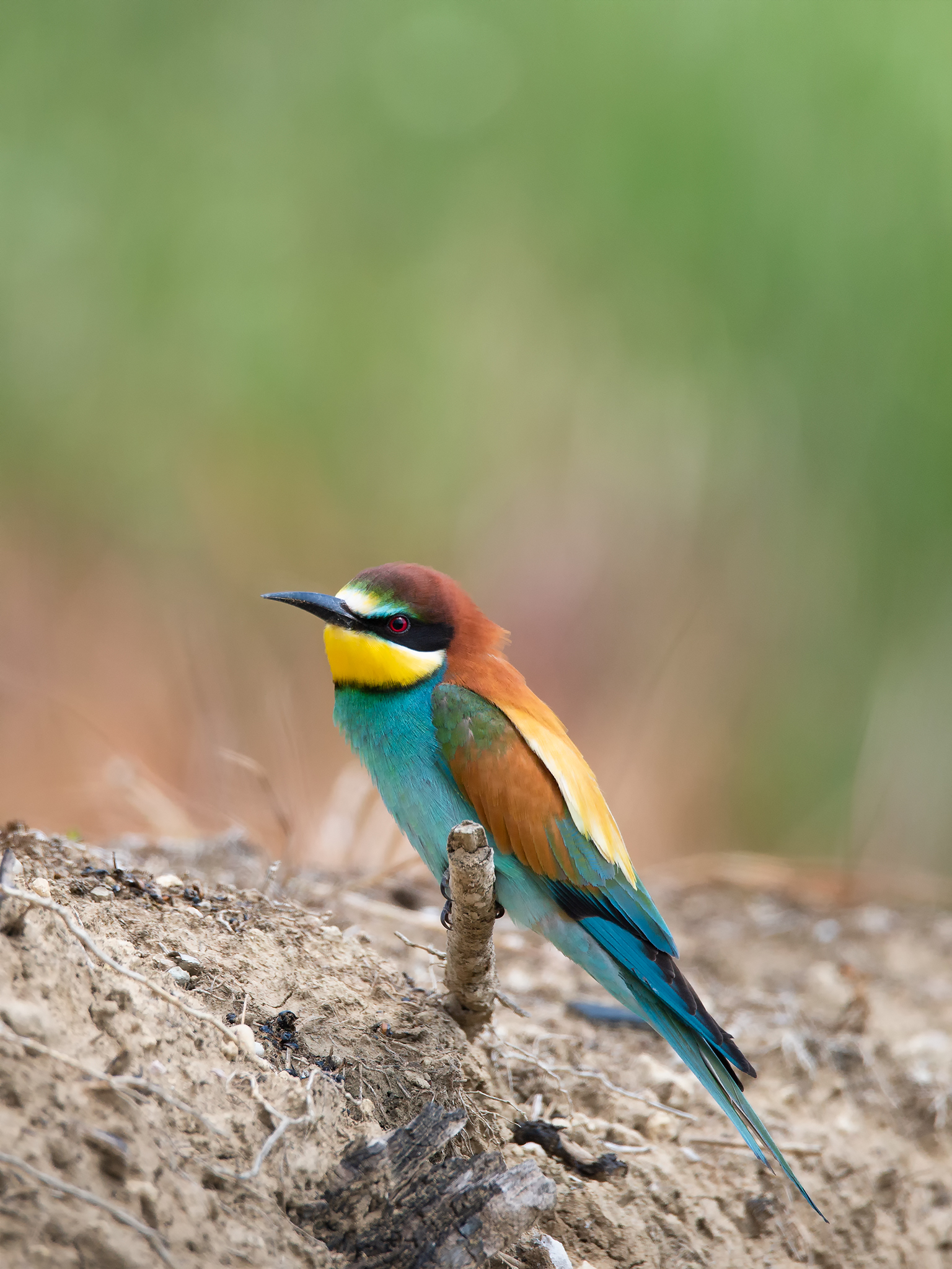"Classic" Bee-eater...