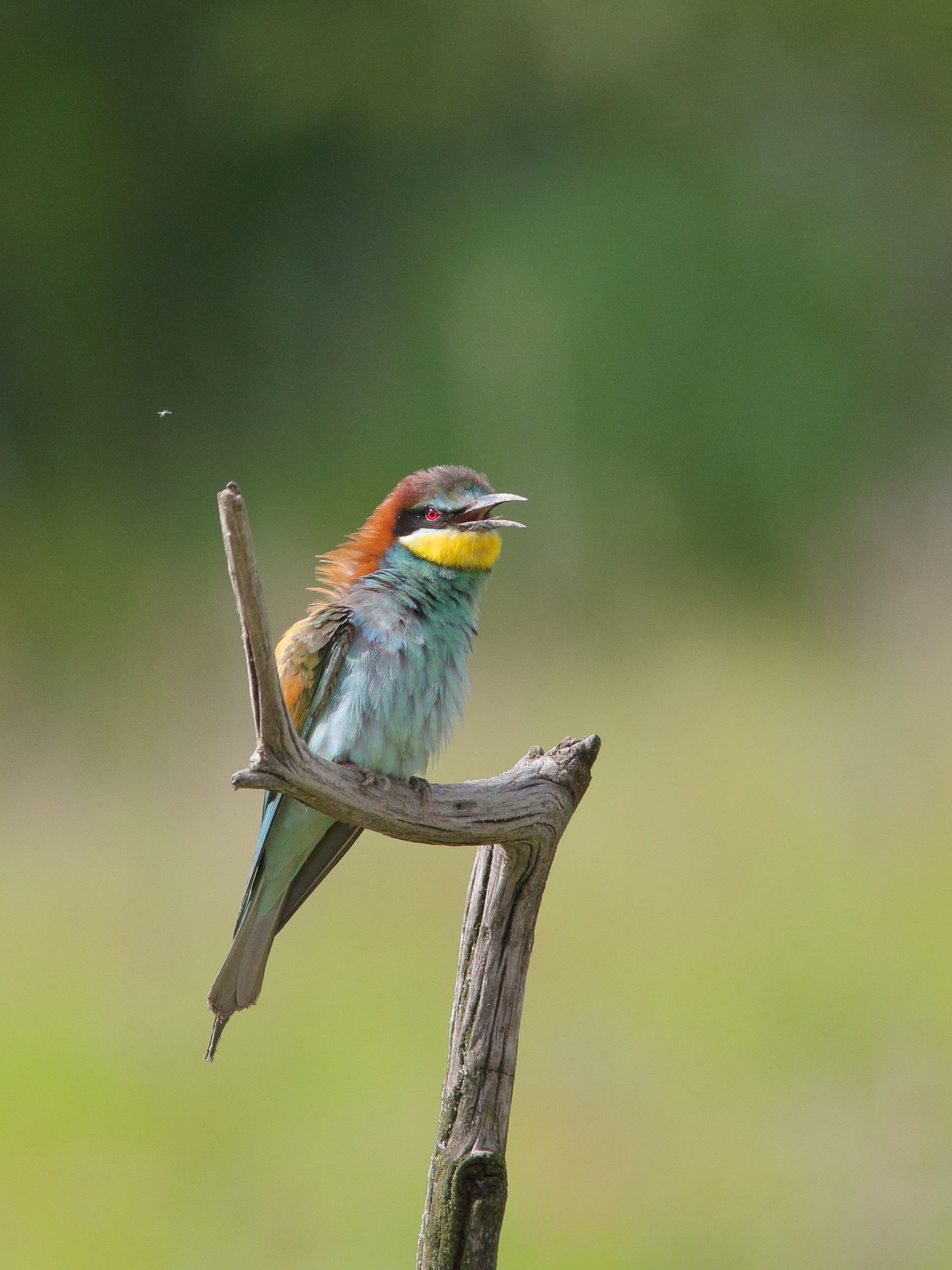 Bee-eater-Merops Apiaster...