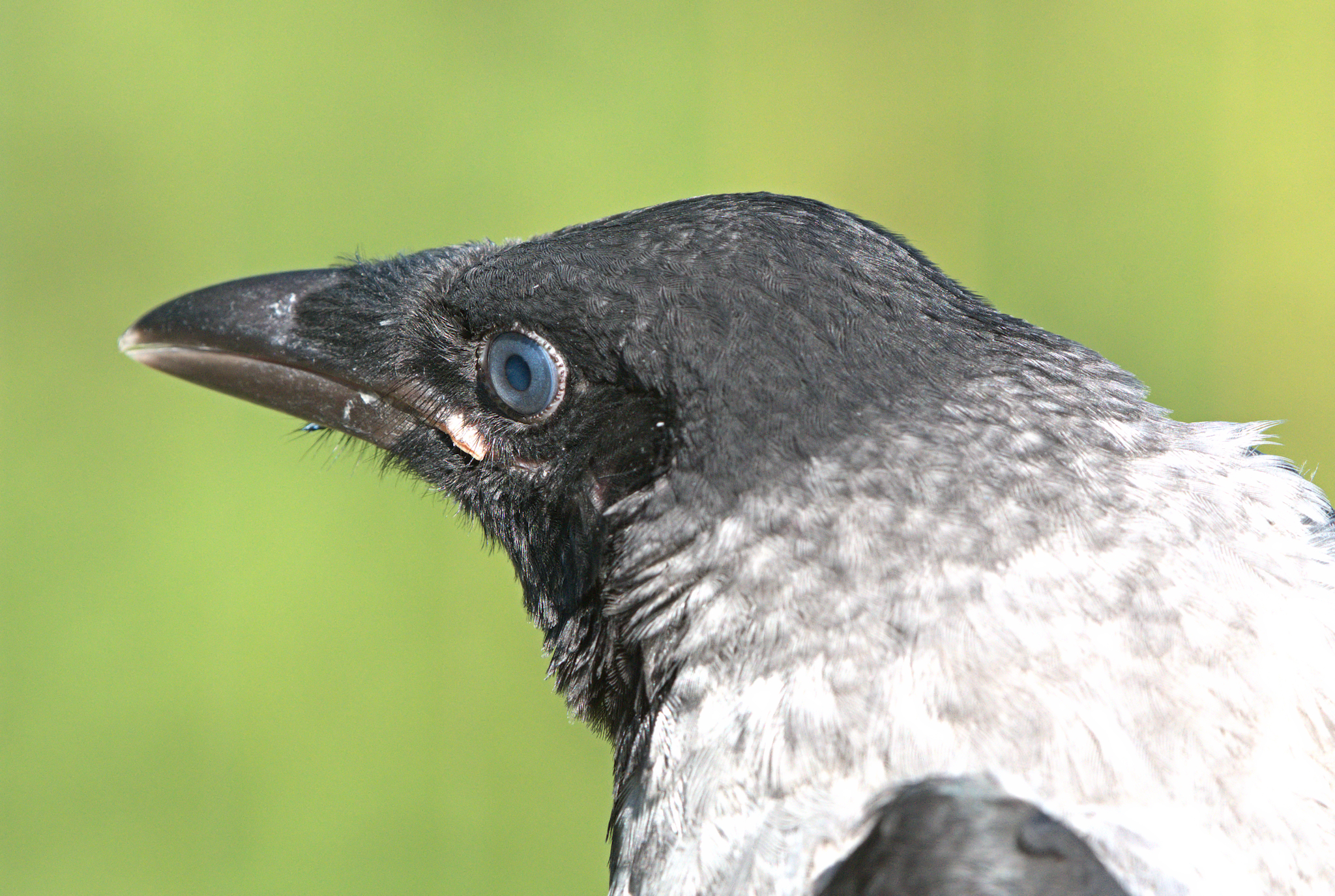 Portrait of Crow...