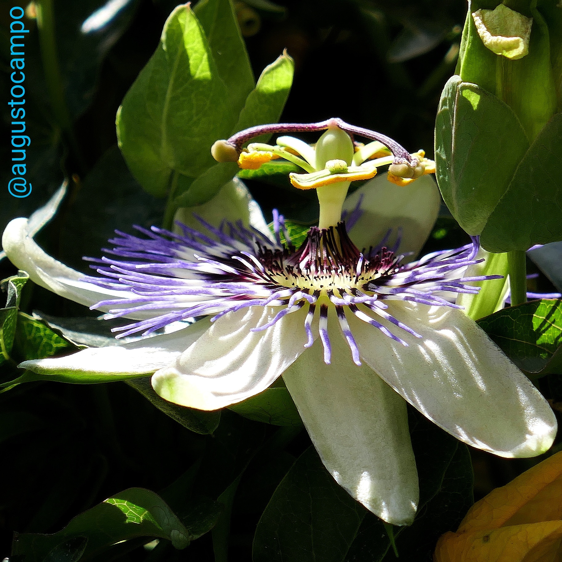 Passiflora cerulea...