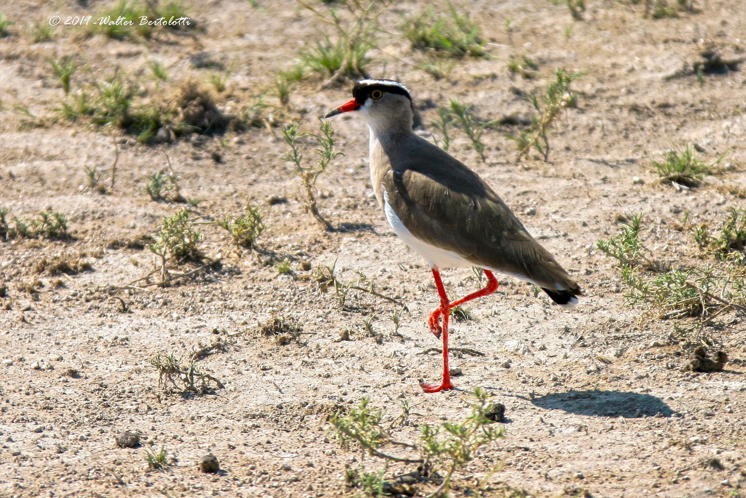 Crowned Lapwing...
