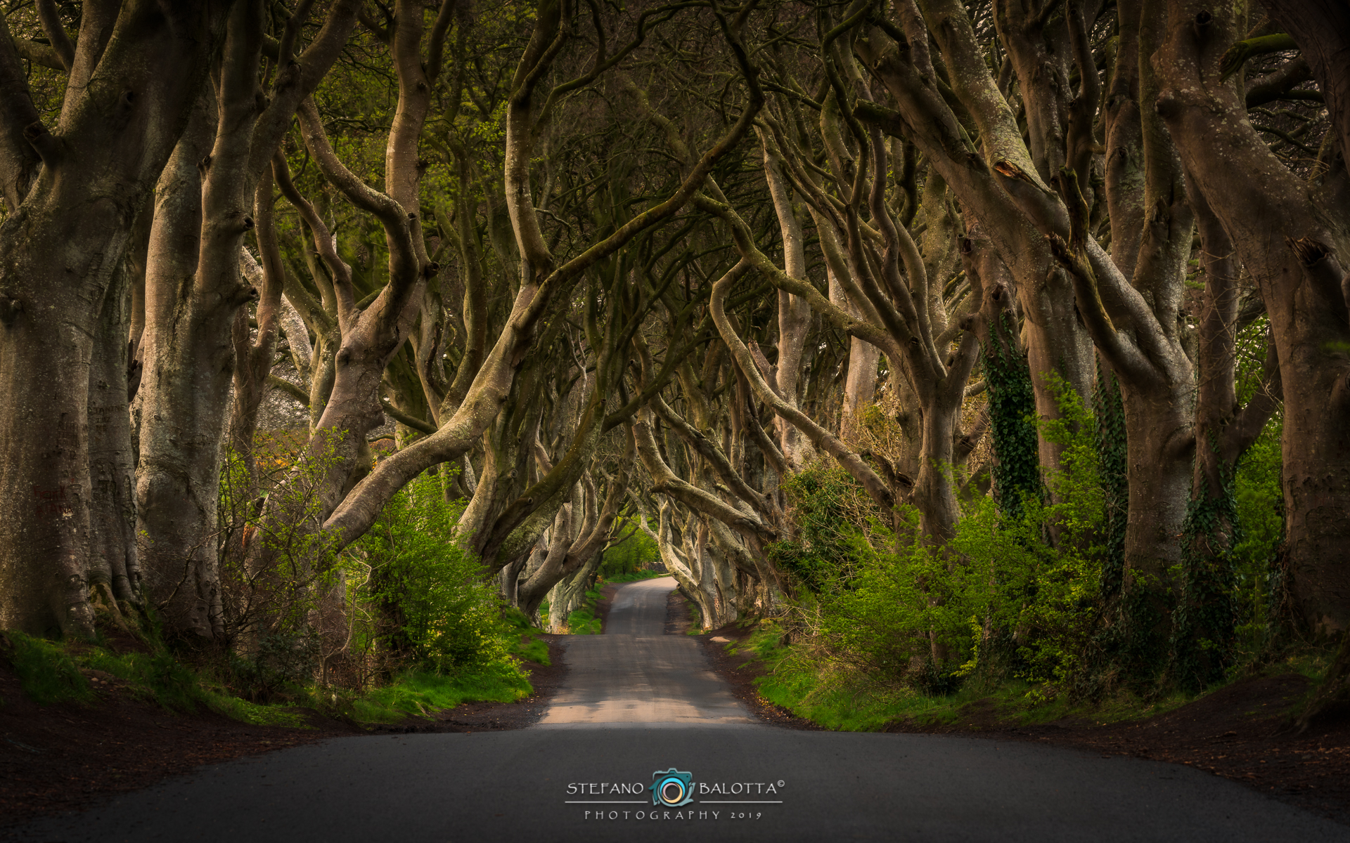 Welcome to the Dark Hedges...
