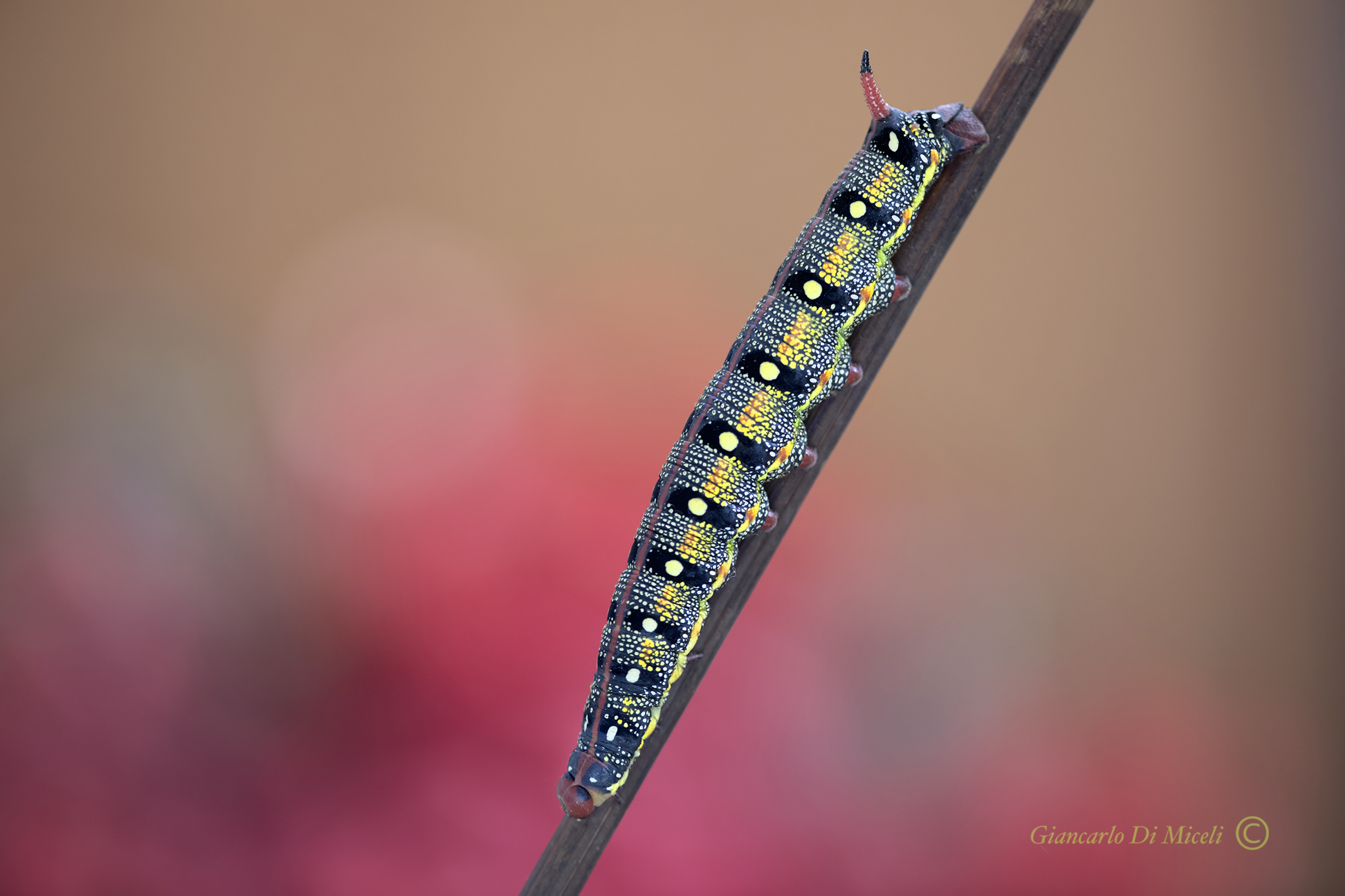  Euphorbia sphinx Caterpillar ...