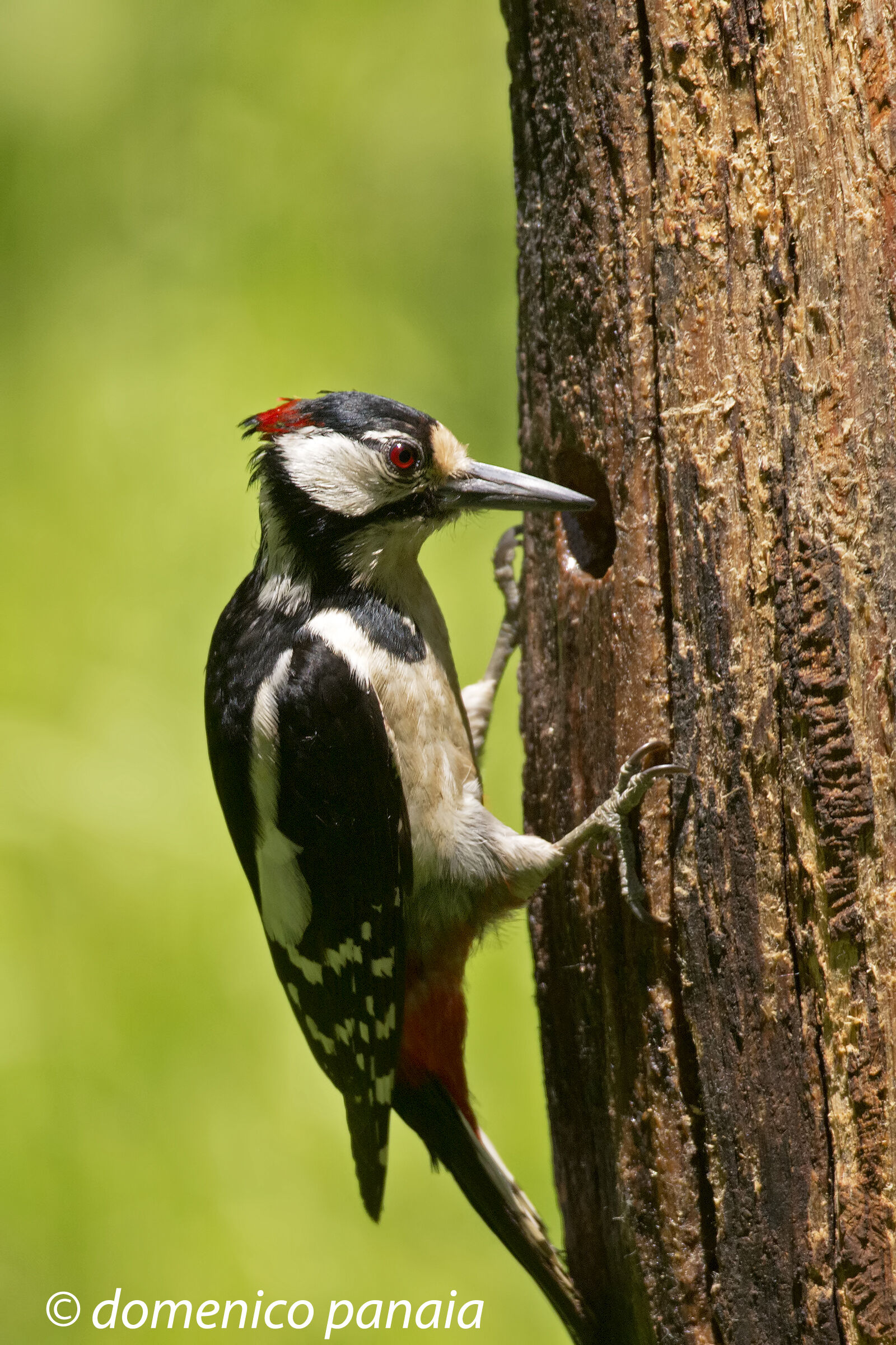 Young Red woodpeckers...