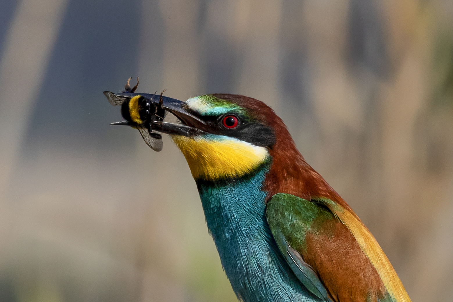 Portrait of Bee-Eater with Bombo......