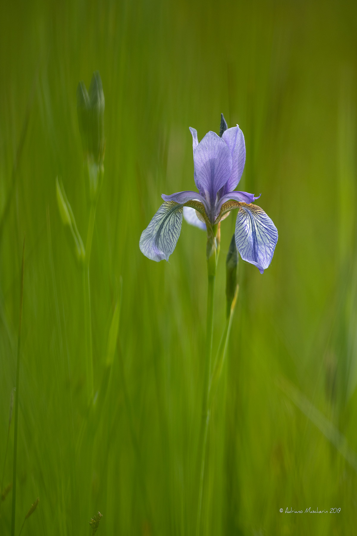 Iris Sibirica...