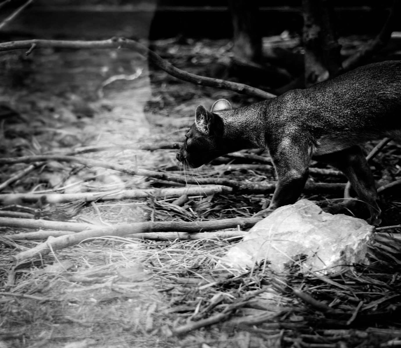 Fossa...