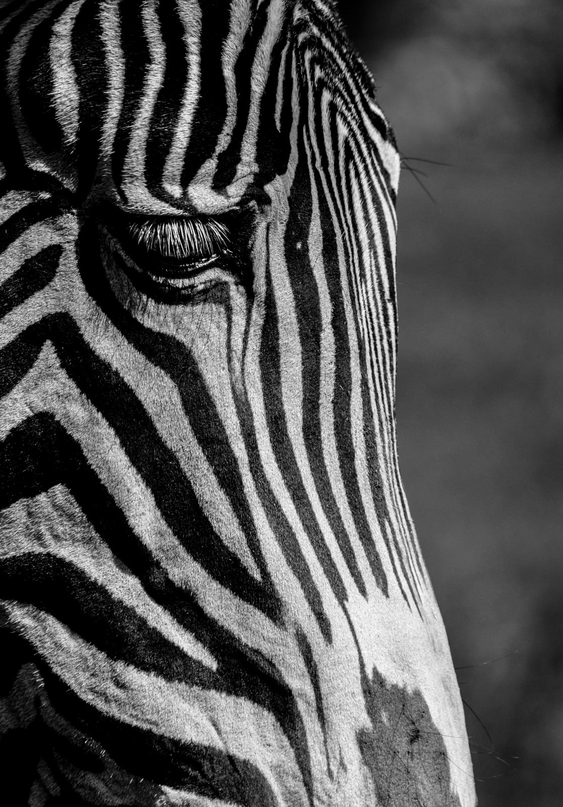 Zebra...