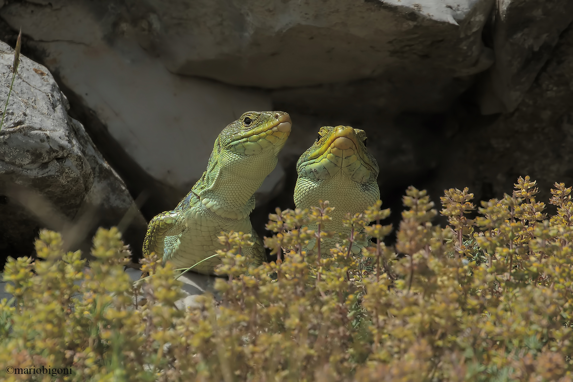 Couple of Lizard Ocellate...