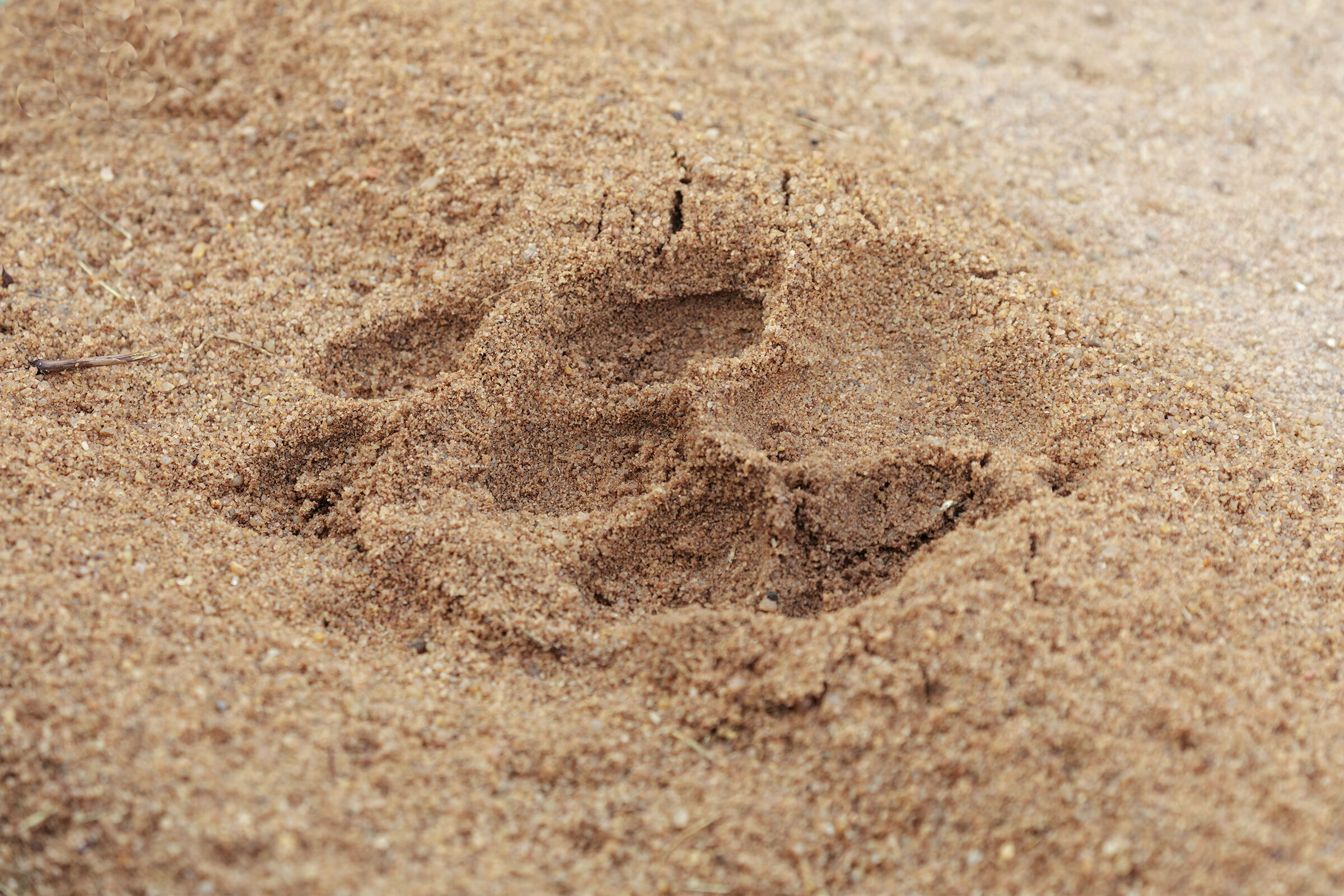 The footprint...