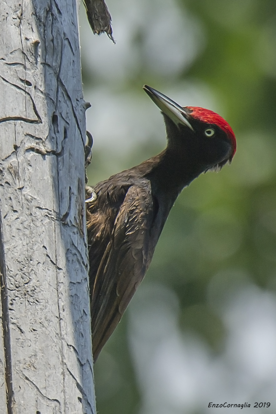 Black Woodpeckers (M)...