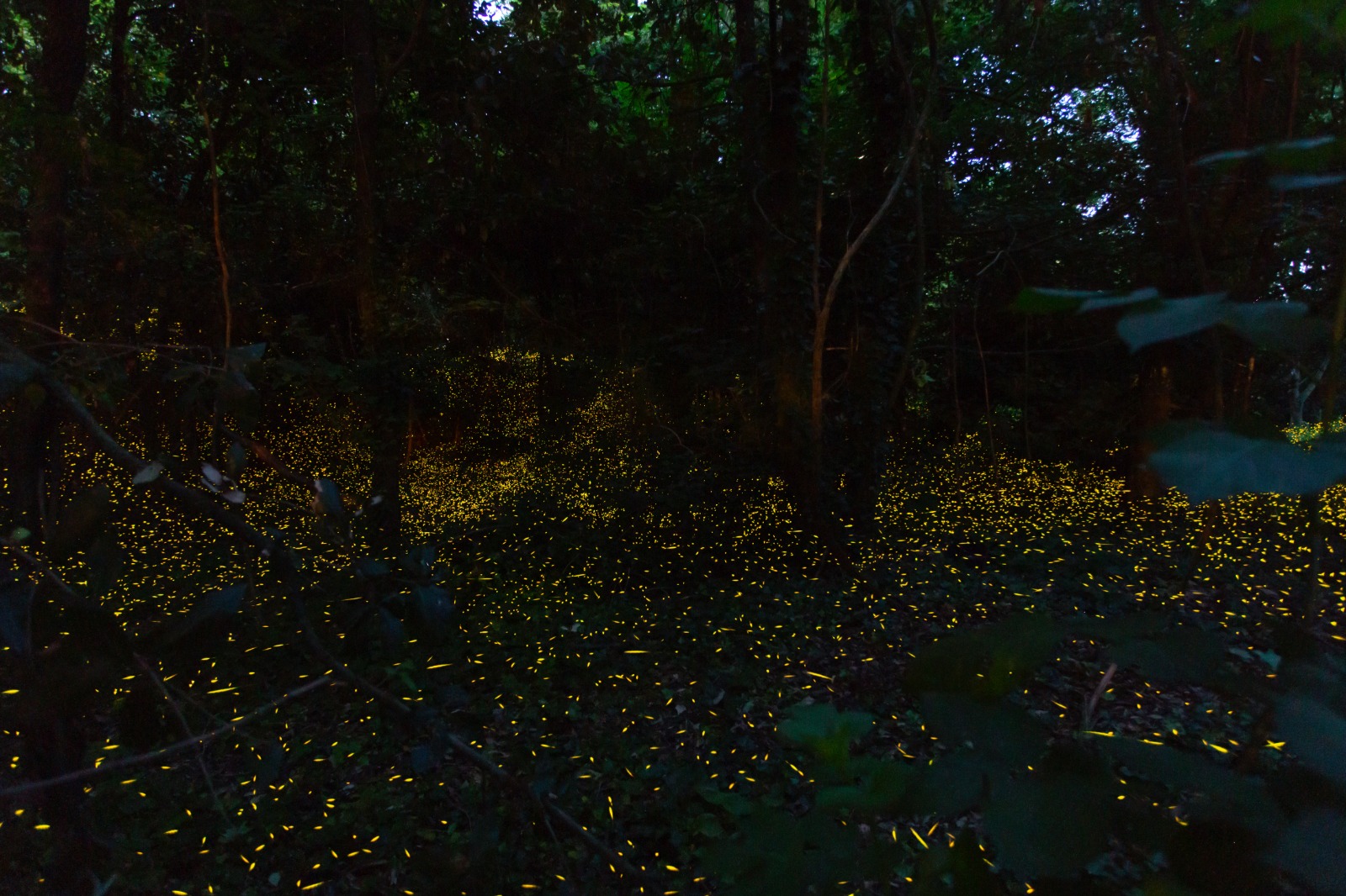 Fireflies in the Woods...