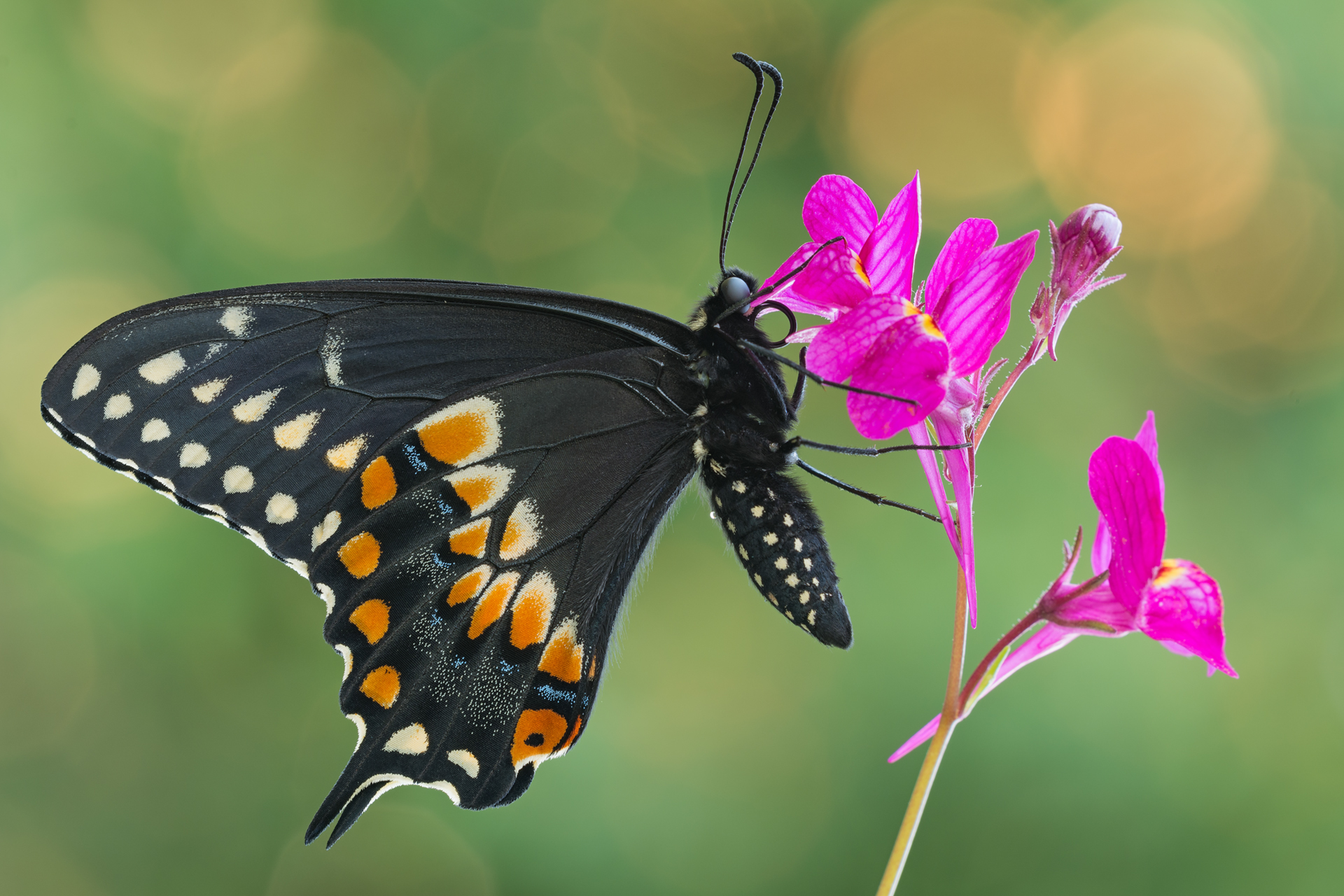 Papilio Polixenes...