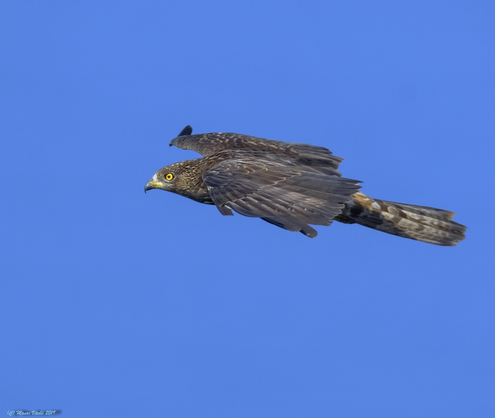 Falco Pecchiaiolo (Pernis apivorus)...