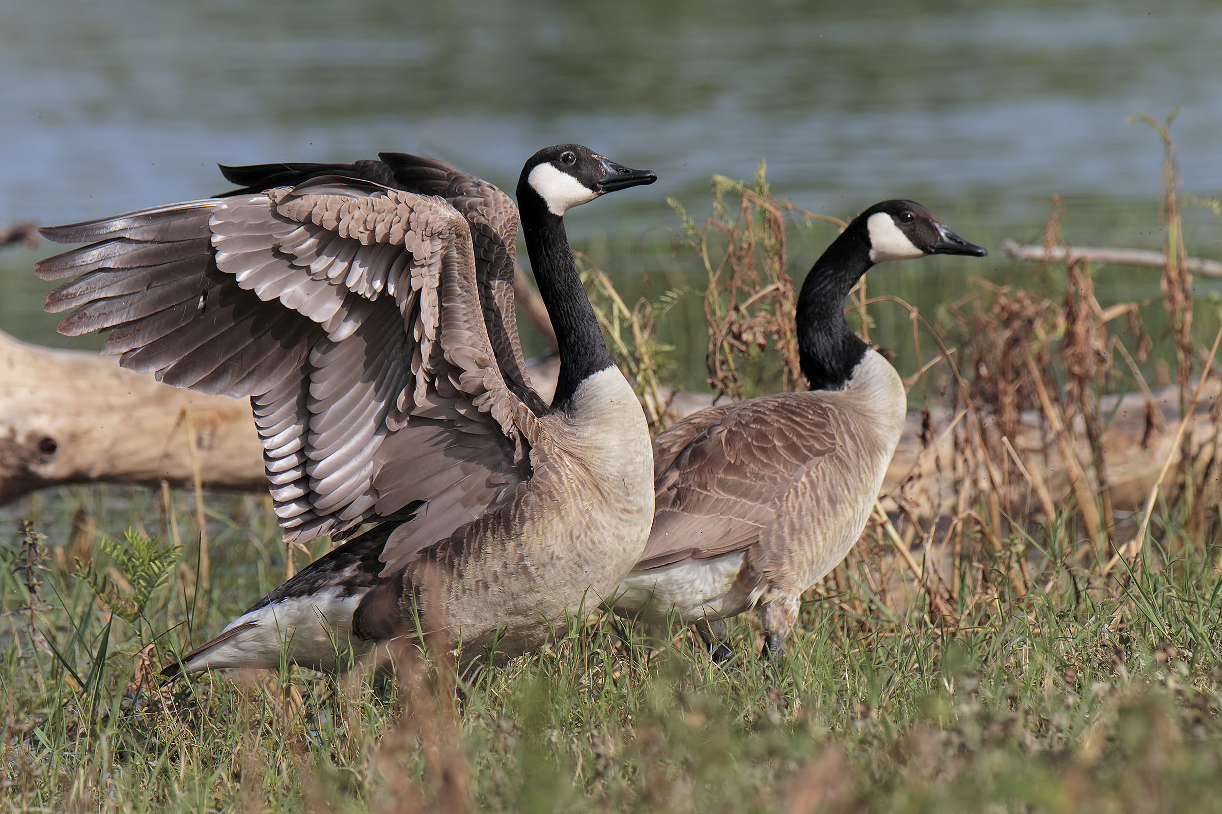 Canadian Geese ...